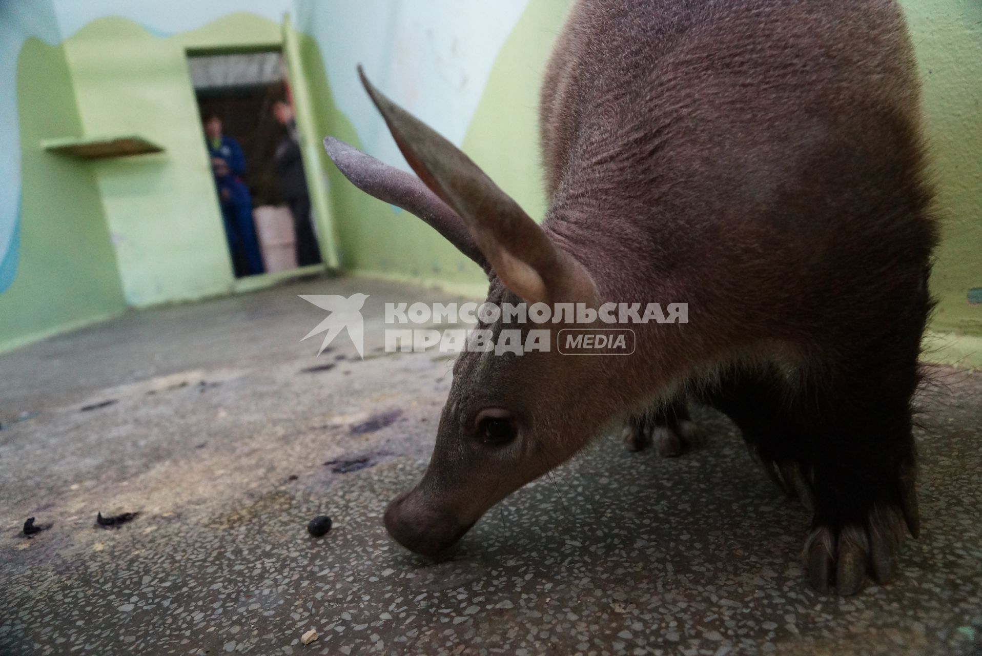 Детеныш трубкозуба по имени \"Баранка\" в вольере Екатеринбургского зоопарка, перед ее отправкой в зоопарк Ижевска