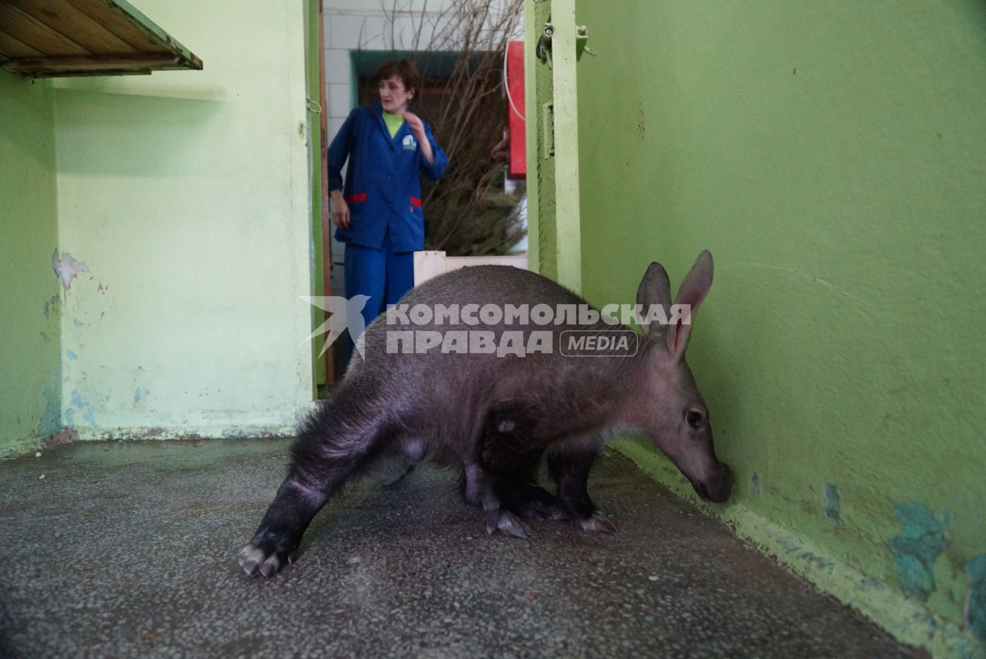 Детеныш трубкозуба по имени \"Баранка\" в вольере Екатеринбургского зоопарка, перед ее отправкой в зоопарк Ижевска