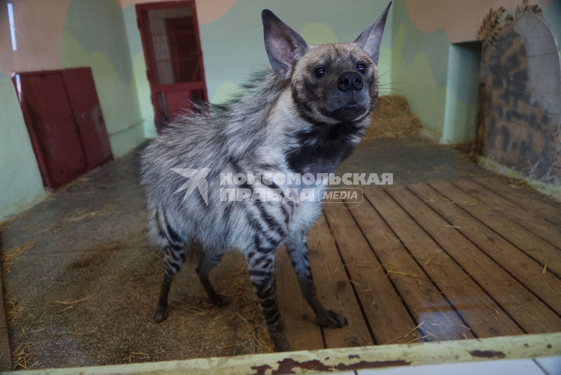 Полосатая гиена. Екатеринбургский зоопарк