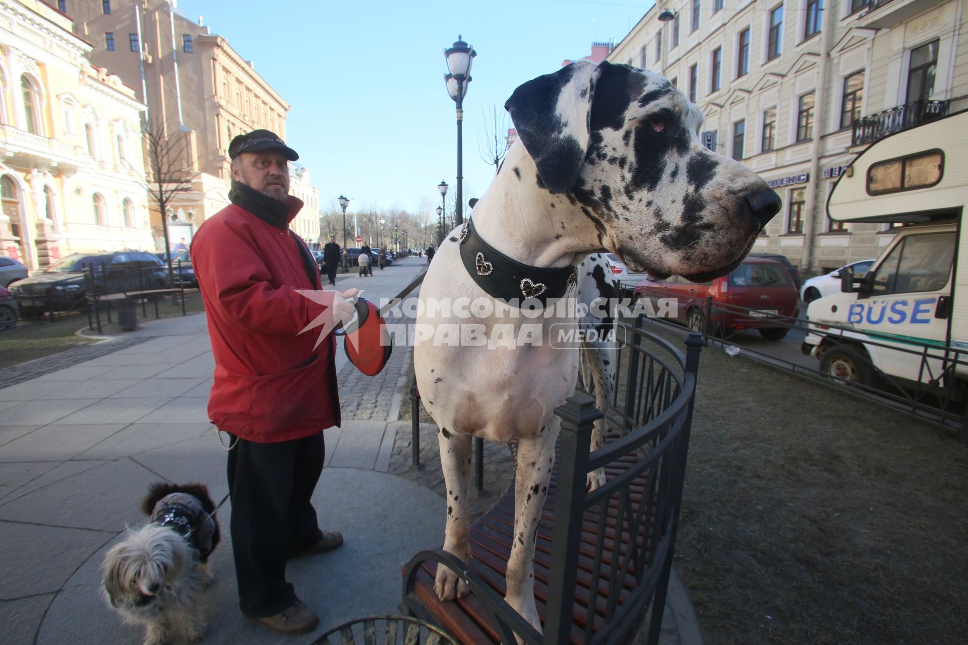 Санкт-Петербург, Фурштатская улица. Мужчина выгуливает собаку породы немецкий дог.