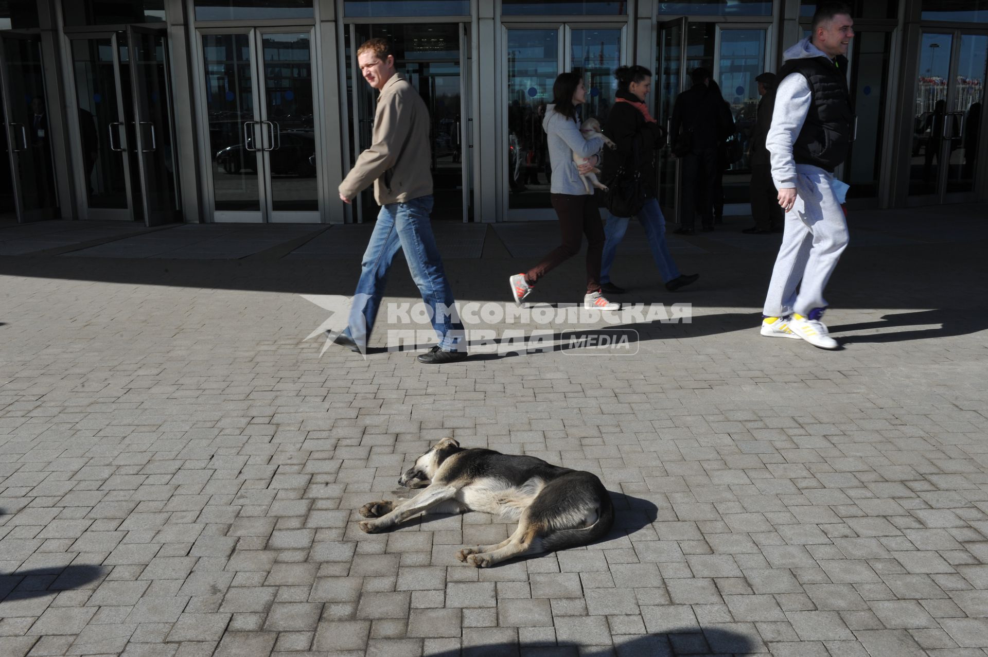 Москва. Бродячая собака лежит у входа в метро.