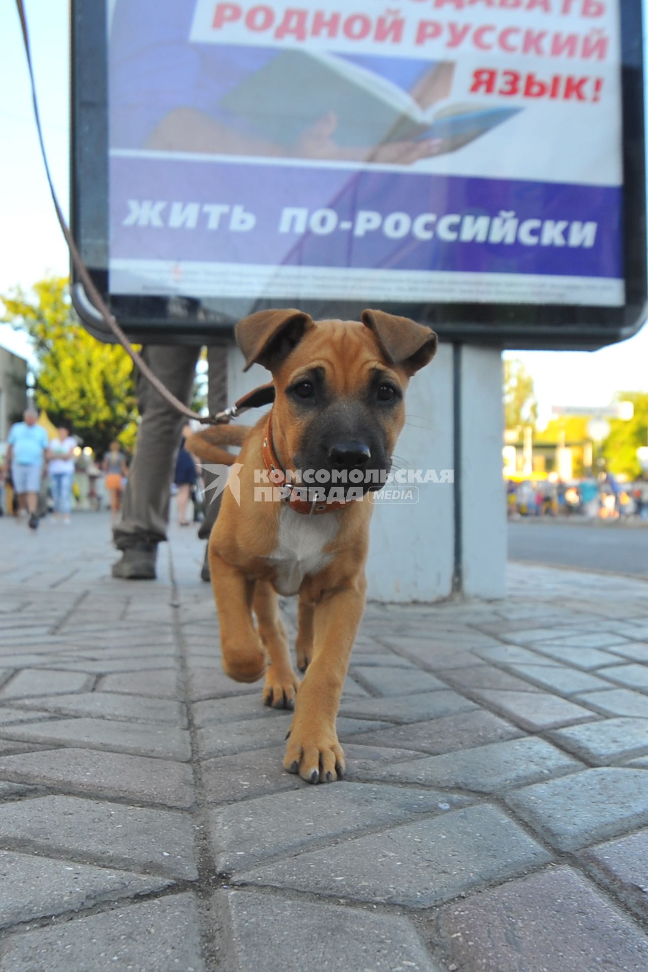 Симферополь. Щенок на поводке на фоне предвыборного плаката крымского регионального отделения партии `Единая Россия`.