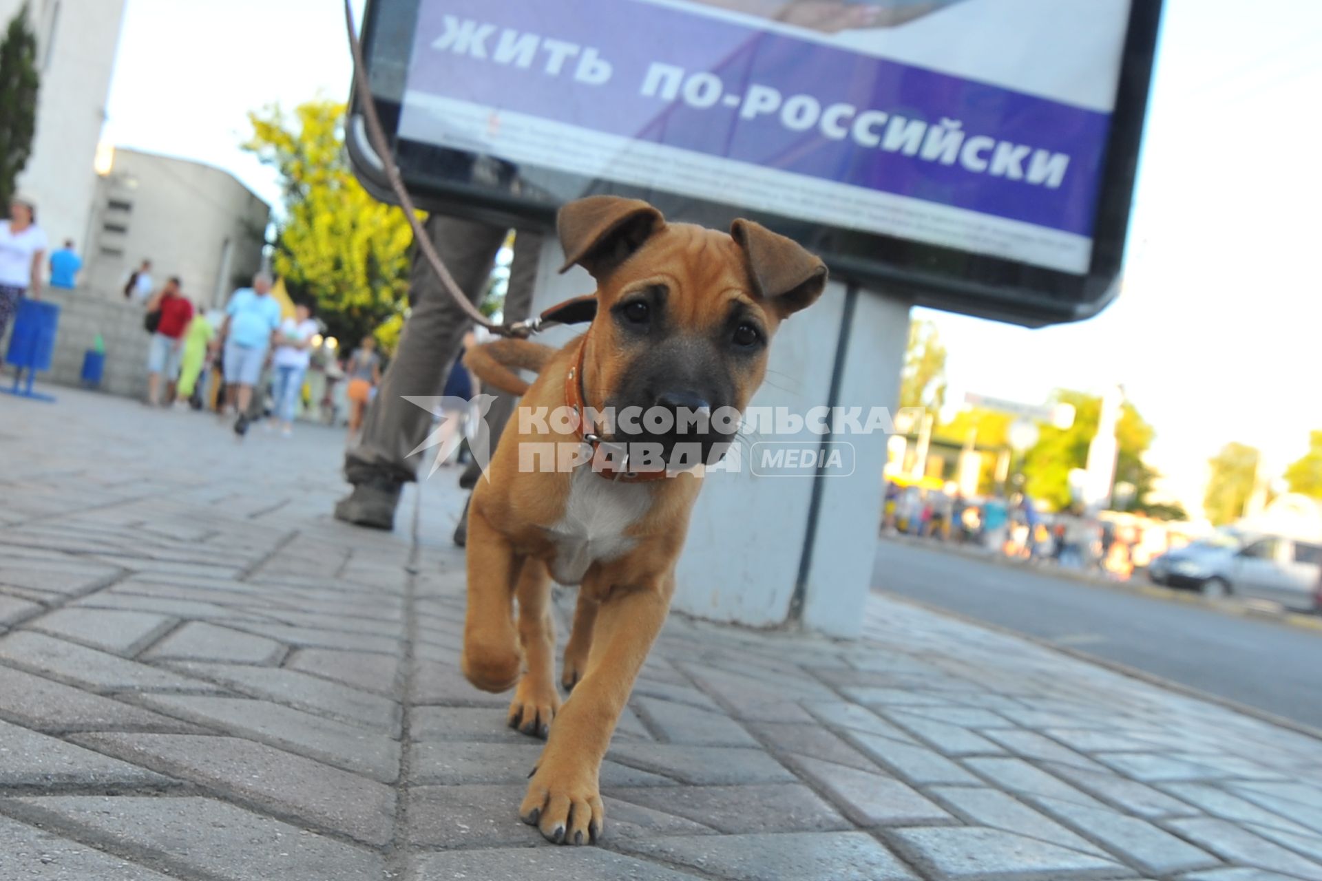 Симферополь. Щенок на поводке на фоне предвыборного плаката крымского регионального отделения партии `Единая Россия`.