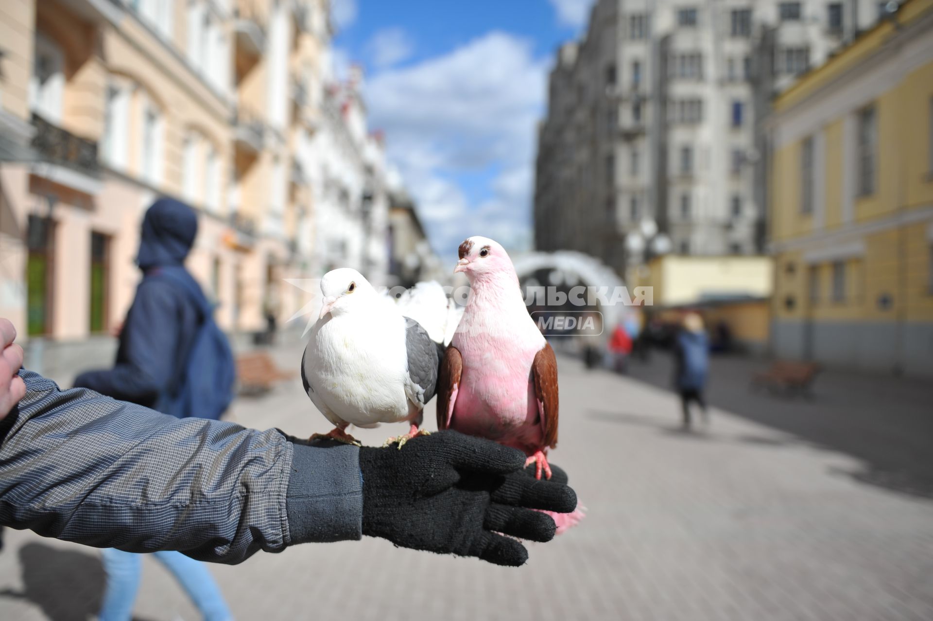 Почтовые голуби на Старом Арбате в Москве.