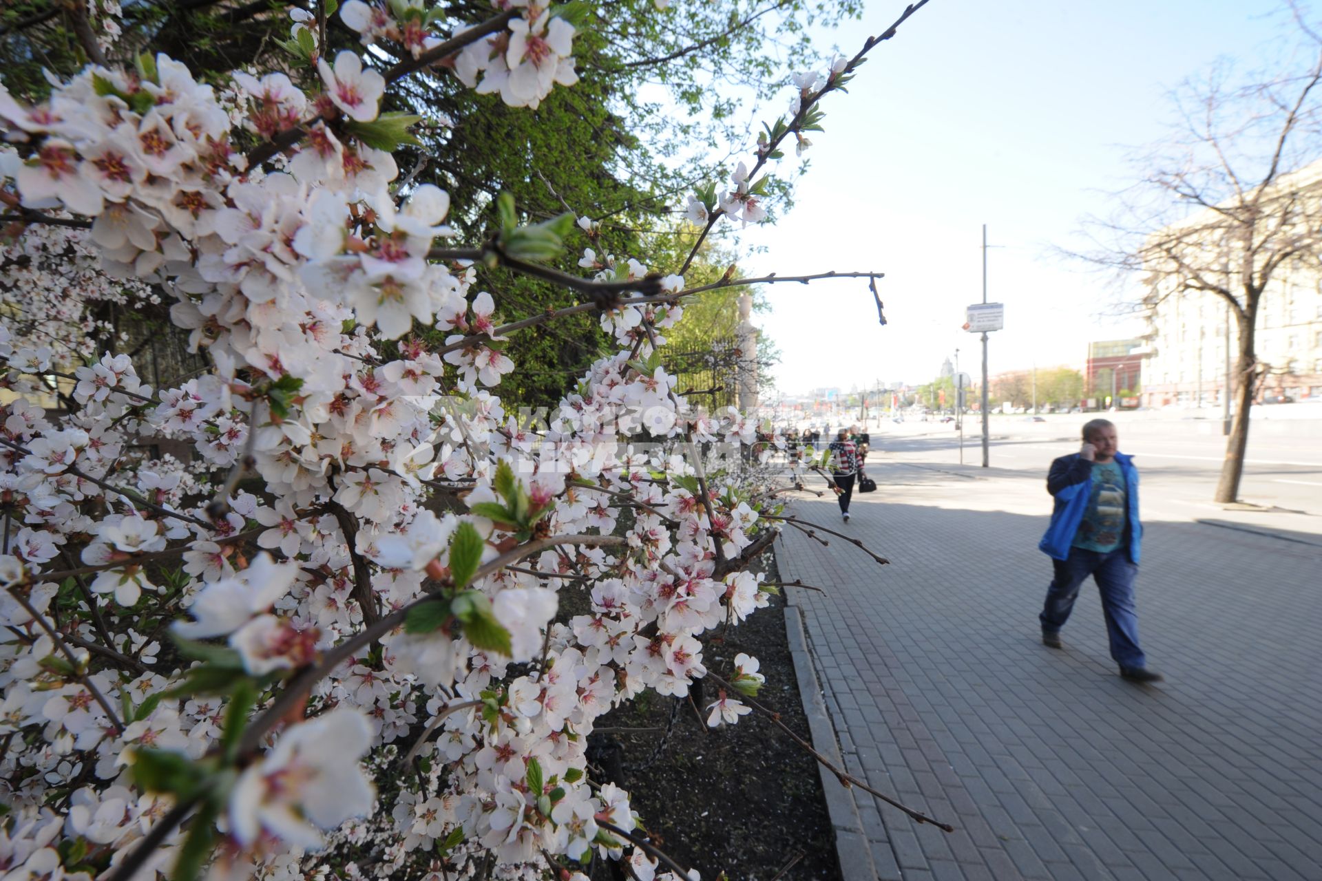 Цветение сакуры в Москве.