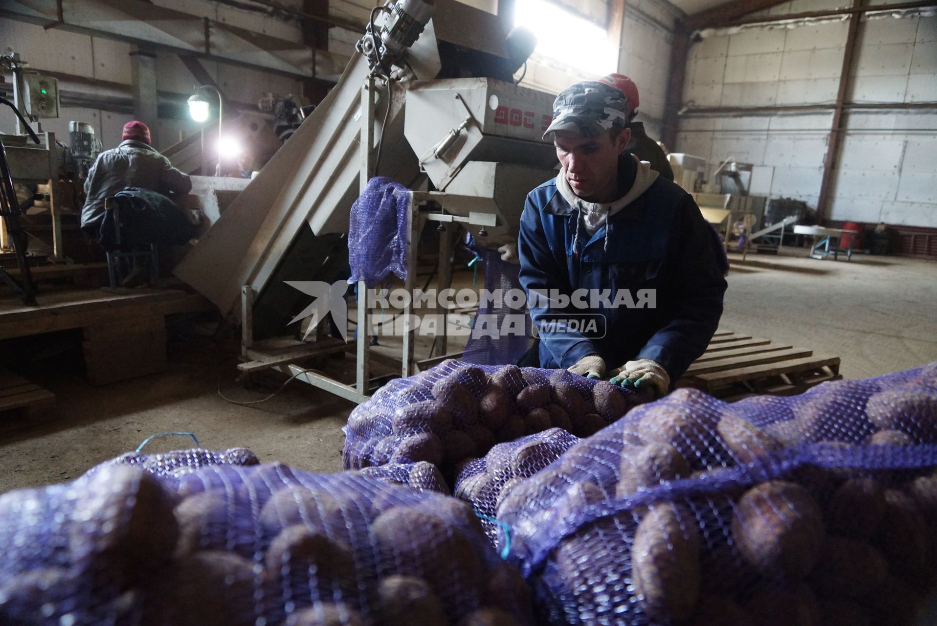 Рабочие в овощехранилище насыпают отобранный картофель в мешки. Сельскохозяйственный производственный кооператив «Битимский». Свердловская область