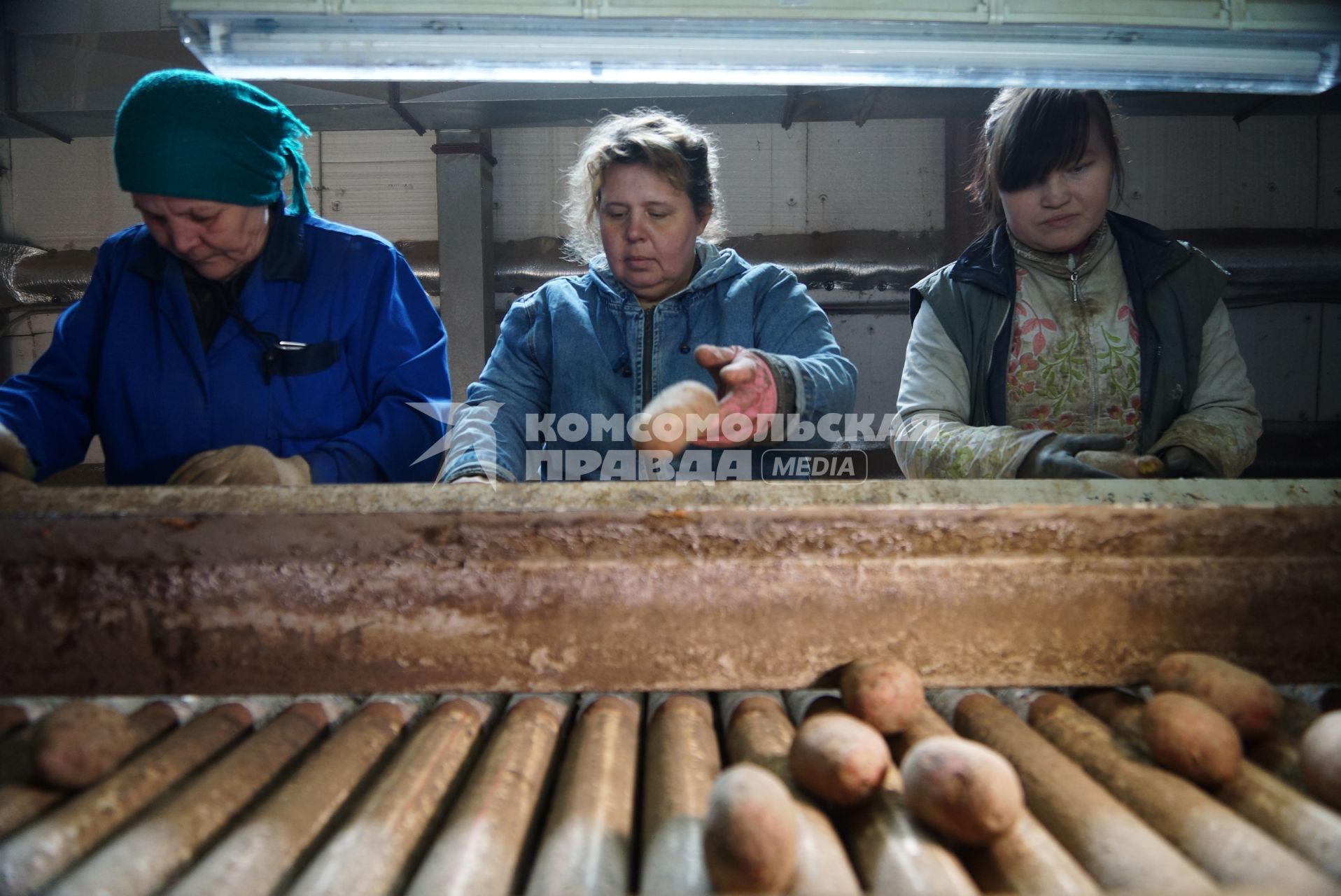 Женщины сортируют картофель в овощехранилище. Сельскохозяйственный производственный кооператив «Битимский». Свердловская область