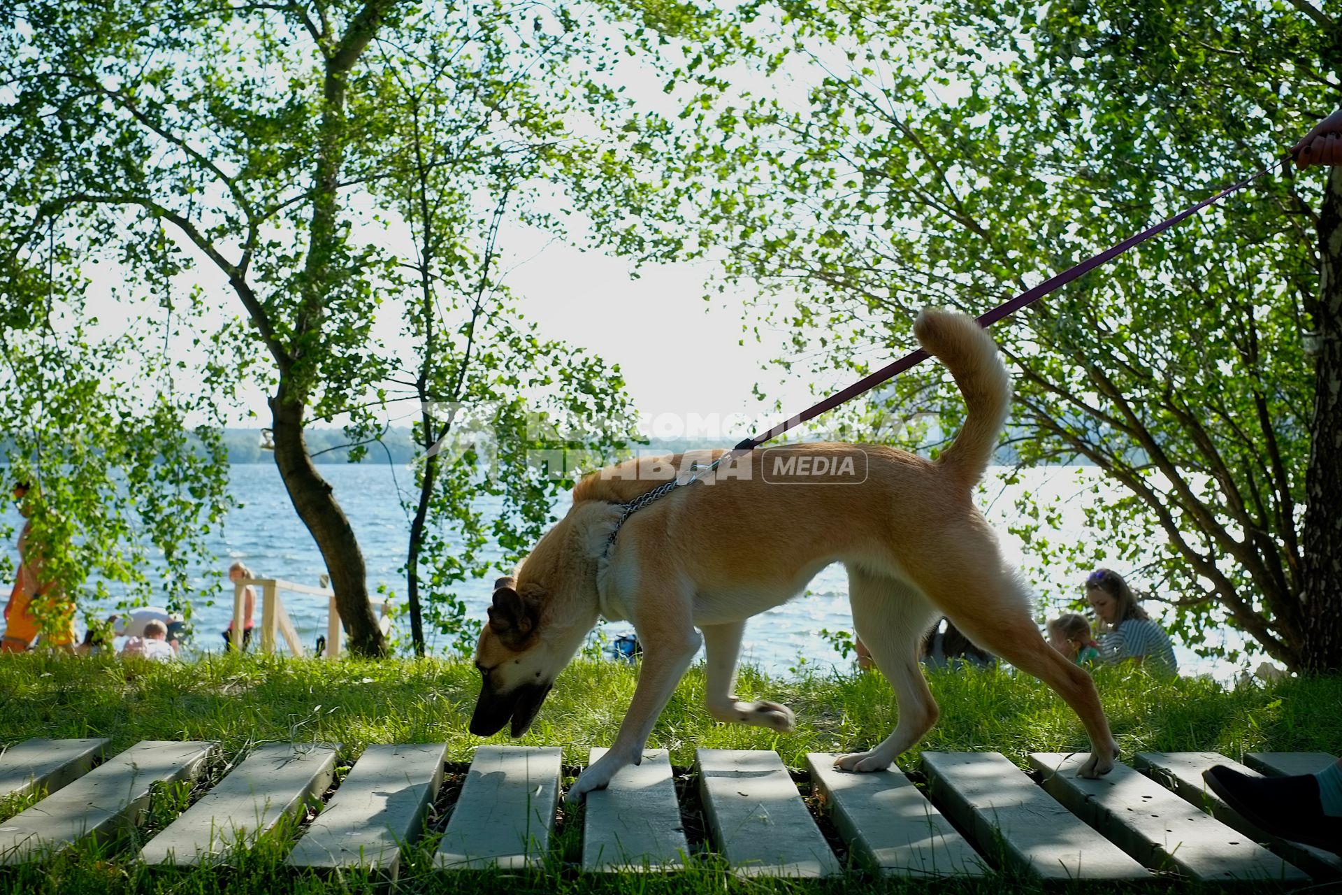 Москва. Собака во время прогулки в Строгинской пойме.