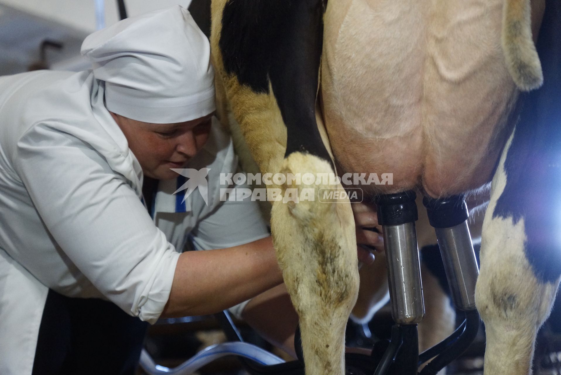 Участница областного конкурса операторов машинного доения, подключает к корове доильный аппарат, во время выполнения практического этапа. Коровник фермы ОАО \"Каменское\".  Свердловская область