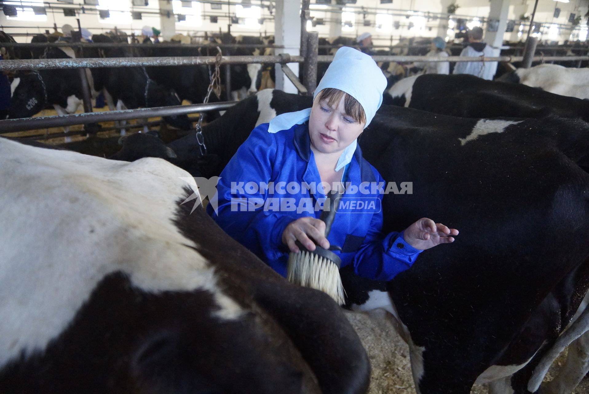 Участница областного конкурса операторов машинного доения, чистит корову перед началом практического этапа. Коровник фермы ОАО \"Каменское\".  Свердловская область