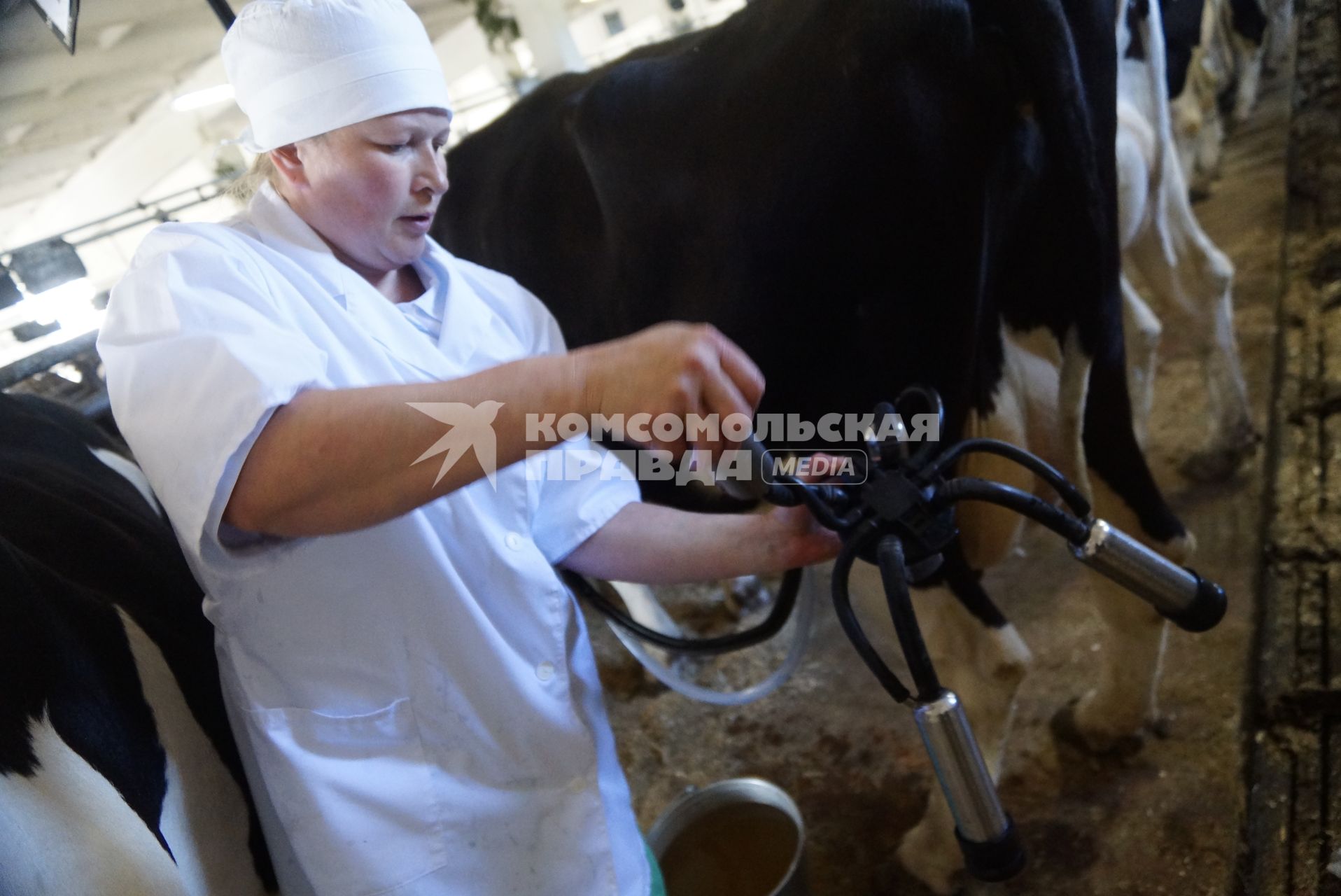 Участница областного конкурса операторов машинного доения, подключает к корове доильный аппарат, во время выполнения практического этапа. Коровник фермы ОАО \"Каменское\".  Свердловская область