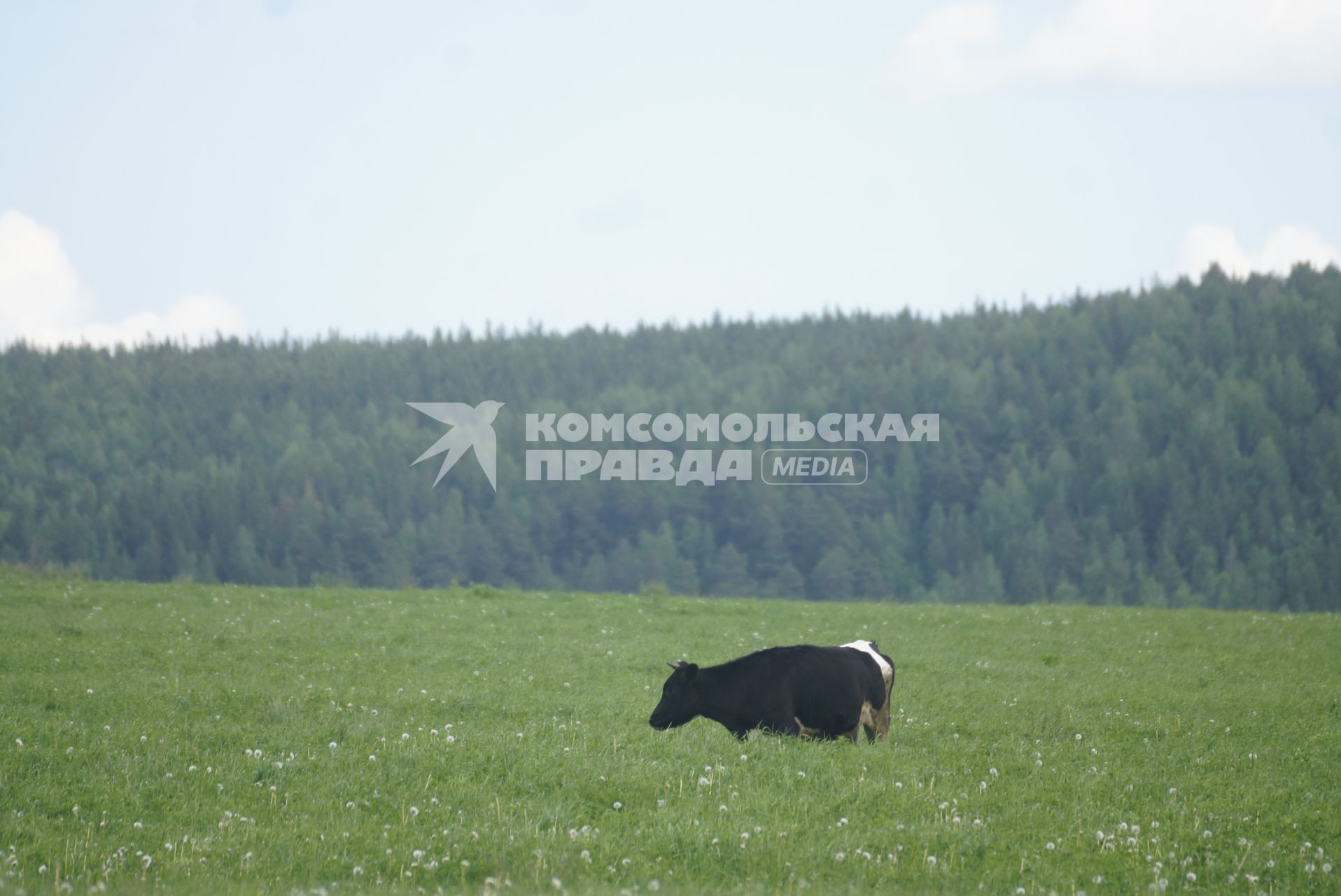 Корова пасется в поле. село Кадниково. Свердловская область