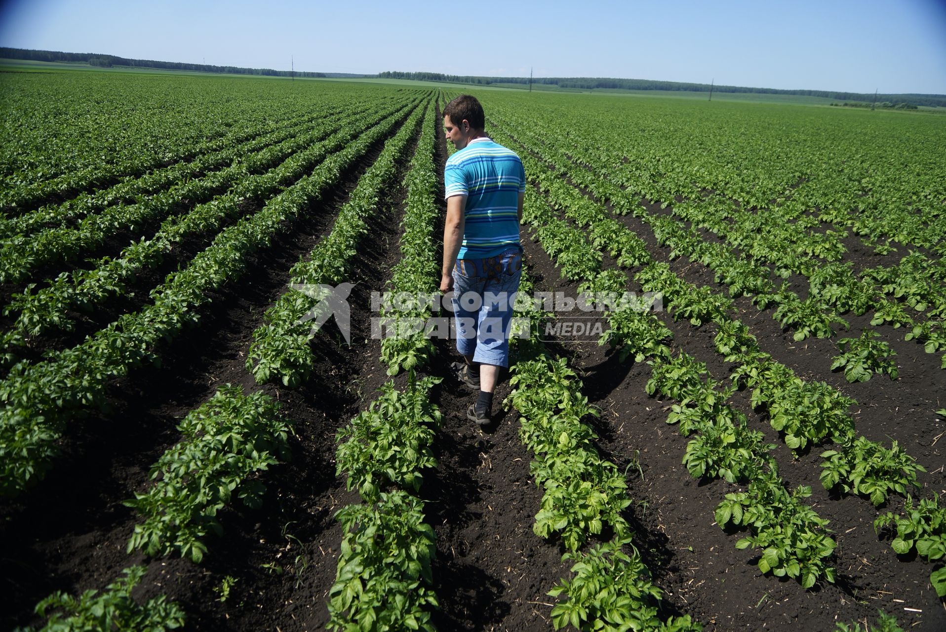 Агроном Антон Шмаков на картофельном поле. ОАО \"Бородулинское\". Сысертский район. Свердловская область