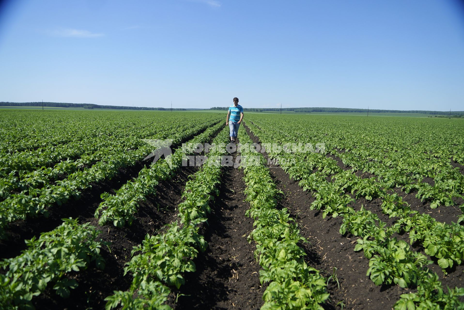 Агроном Антон Шмаков на картофельном поле. ОАО \"Бородулинское\". Сысертский район. Свердловская область