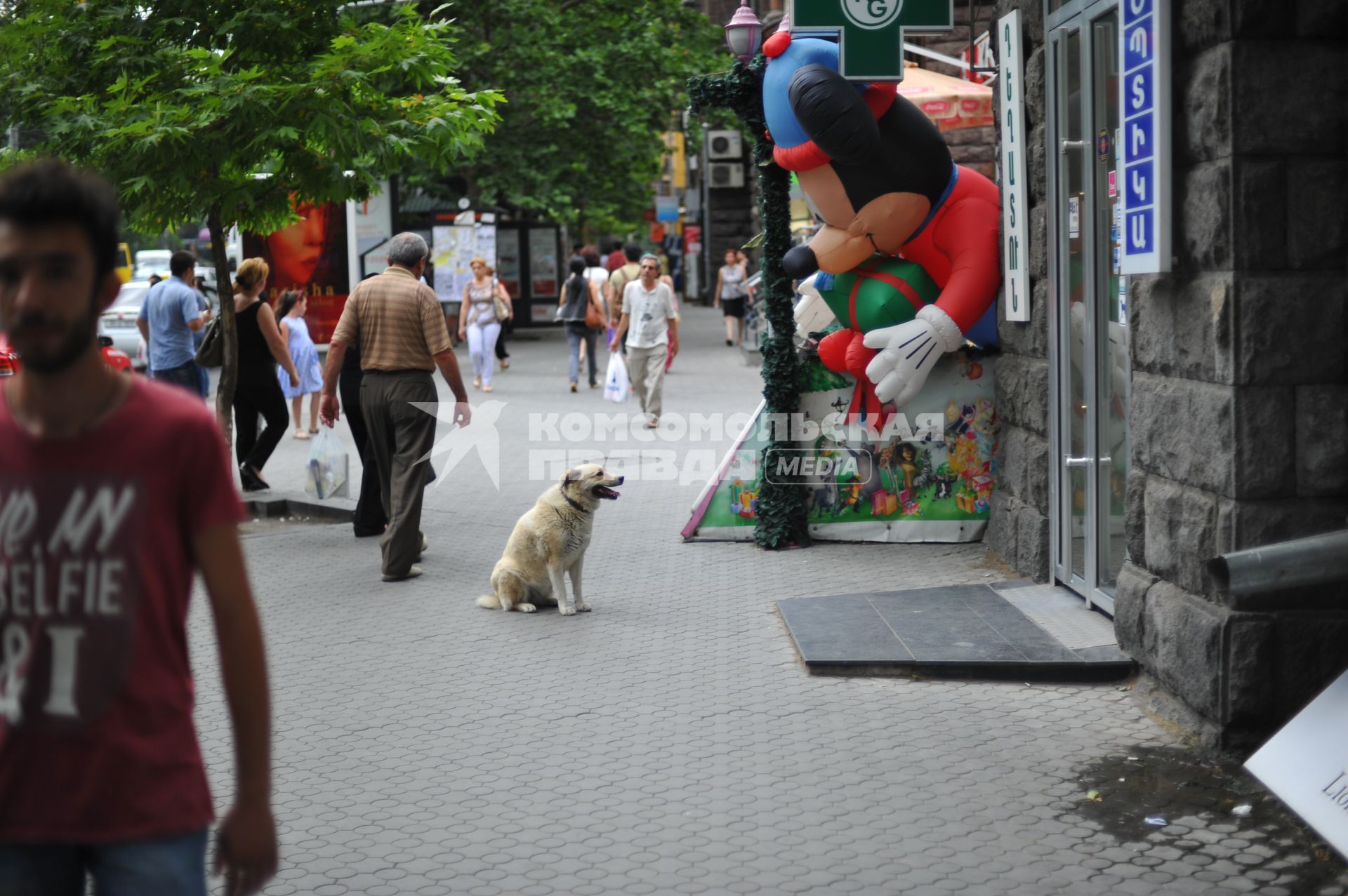 Армения, Ереван. Собака ждет хозяина у магазина.