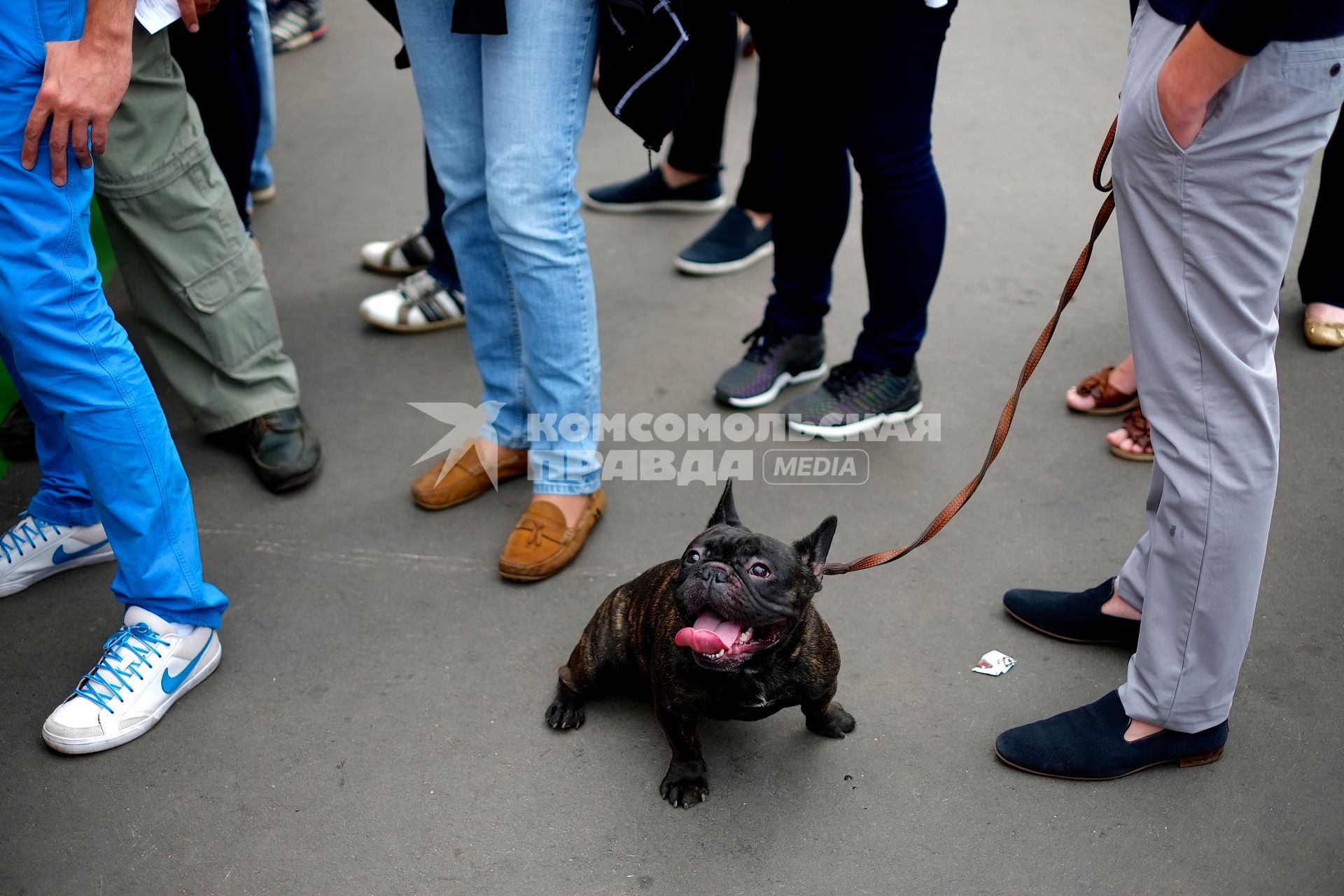 Москва. Парад французских бульдогов на территории дизайн-завода `Флакон` в рамках городского фестиваля французской культуры.