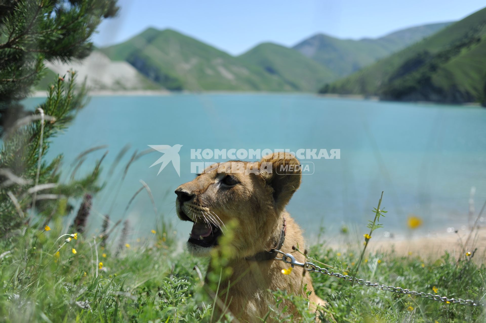 Чечня. Веденский район. Чеченцы выгуливают львенка Симбу у озера Кезеной-ам.