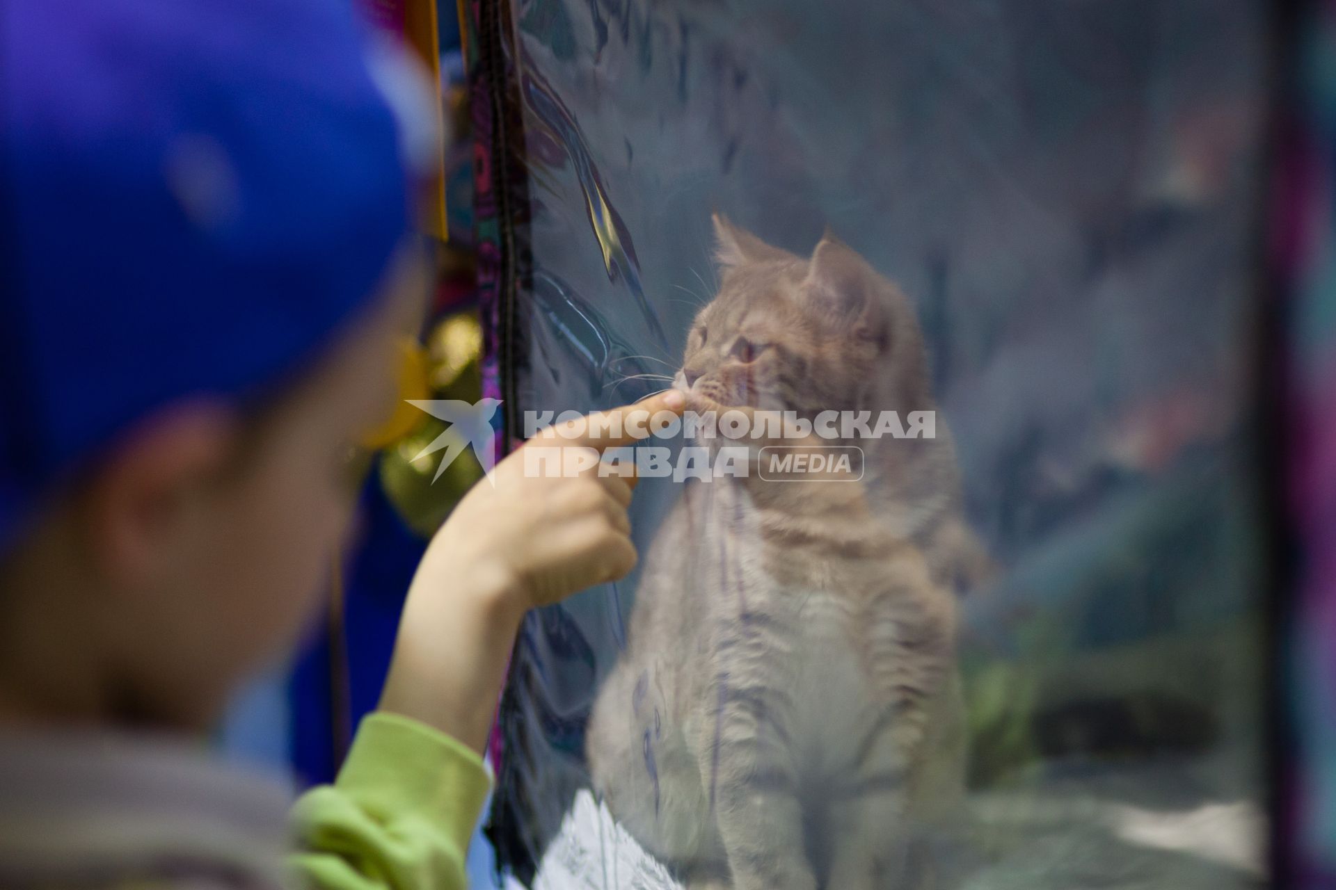 Ставрополь. Международная выставка кошек.
