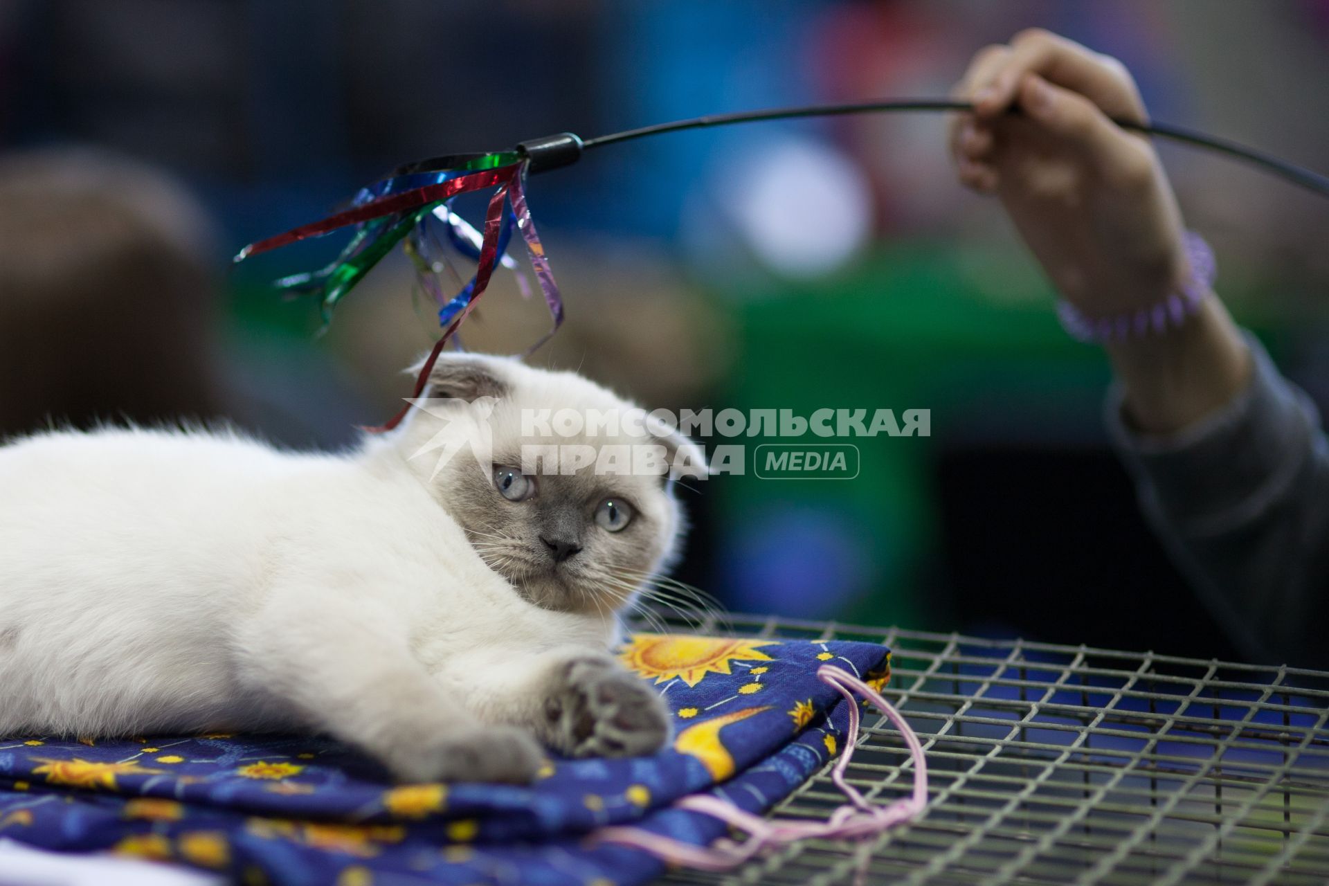 Ставрополь. Британская вислоухая кошка на международной выставке кошек.