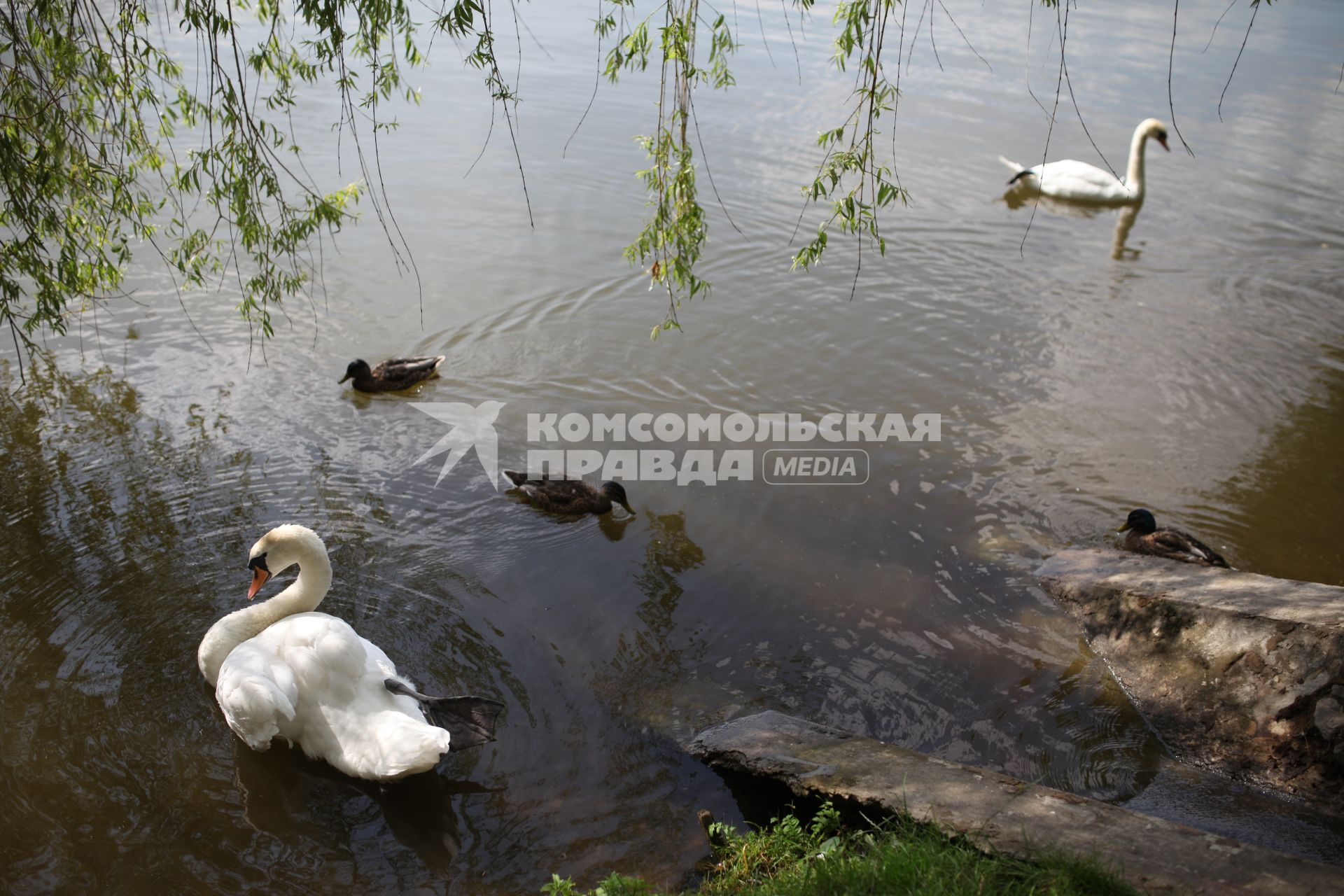 Москва. Лебеди в пруду парка Царицыно.