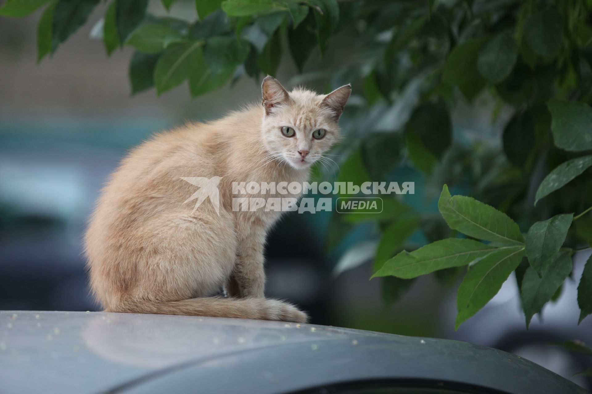 Москва. Рыжая кошка сидит на машине.