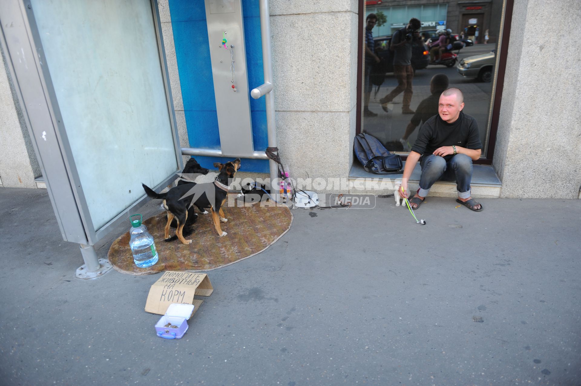 Москва. Собаки рядом с табличкой `Помогите на корм животным`.