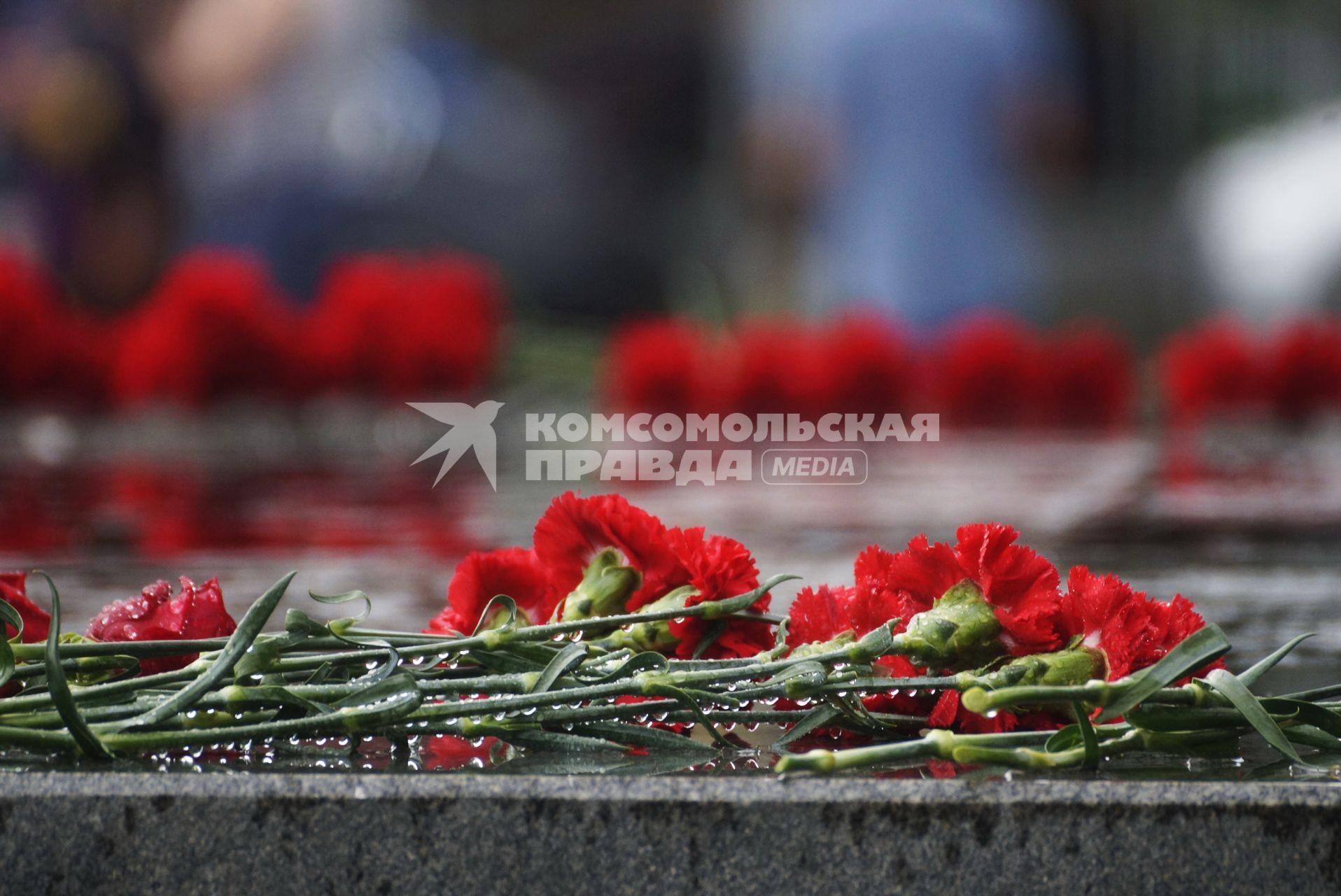 Гвоздики возложеные к мемориалу \"Черный тюльпан\" в день ВДВ. Екатеринбург