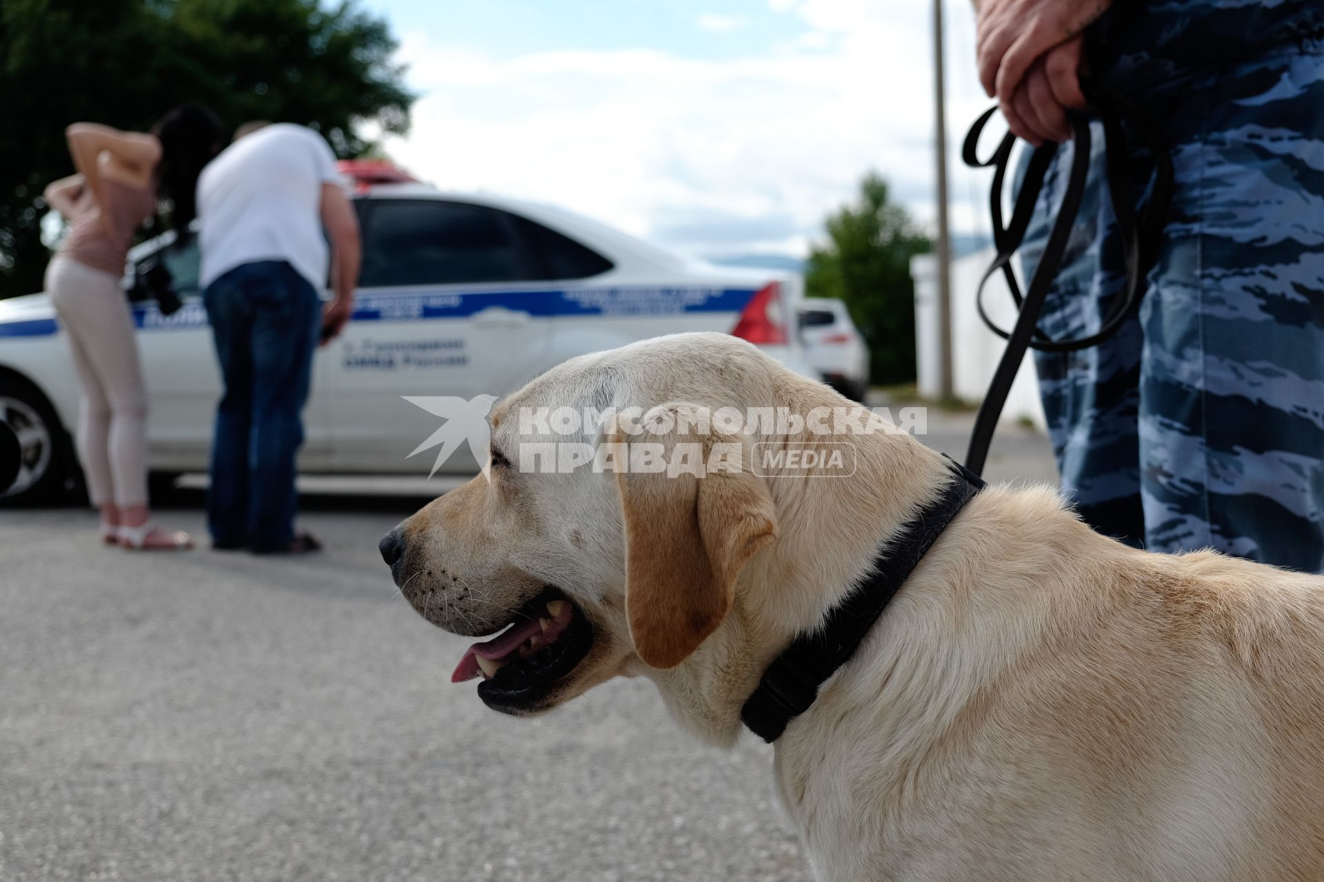 Геленджик. Служебная собака во время демонстрация работы сотрудников кинологических служб на фестивале полиции.