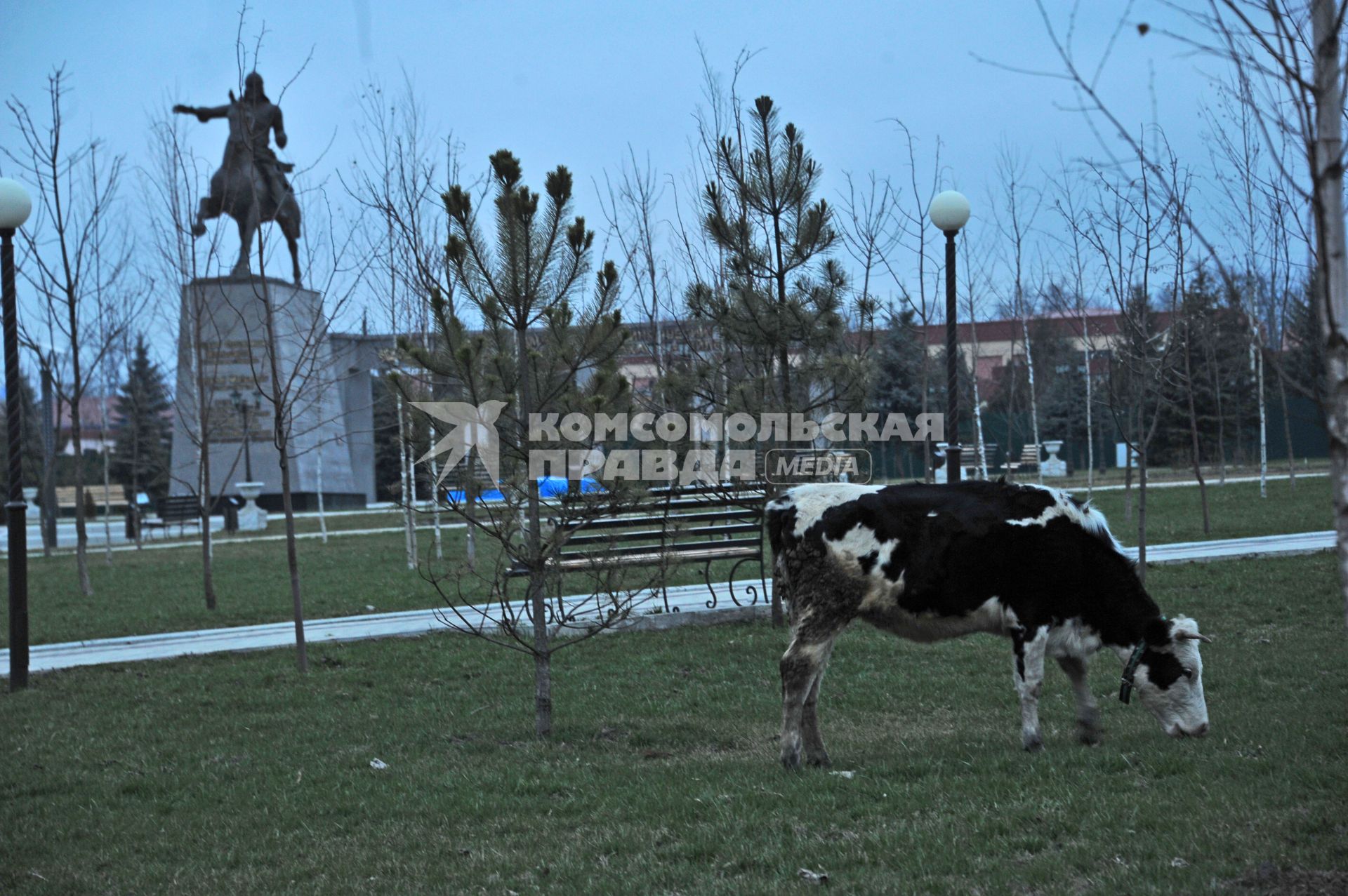 Ингушетия. Корова пасется в сквере.