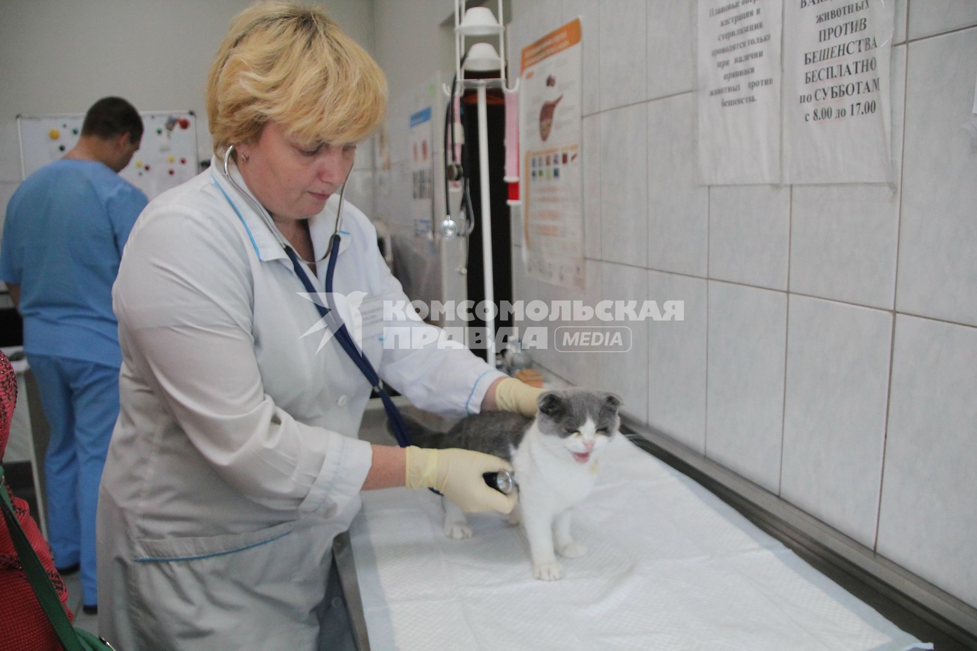 Нижегородская область, г. Дзержинск. Ветеринарный врач осматривает котенка.