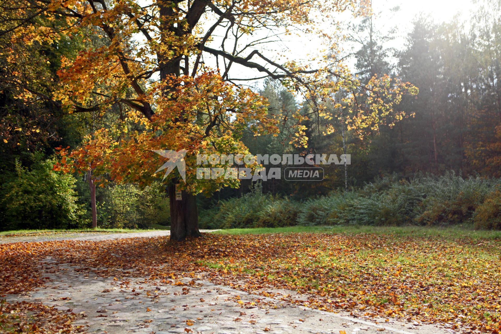 Белоруссия, Гродненская область. Лес в районе Августовского канала.