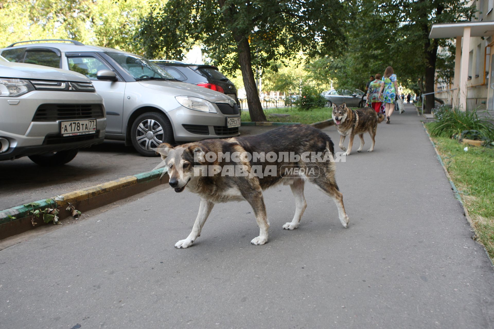 Москва. Бродячие собаки.
