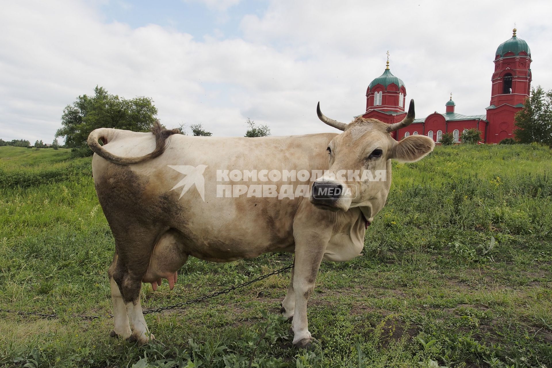 Тульская область. Корова на фоне Храма Рождества Богородицы на Куликовом поле.