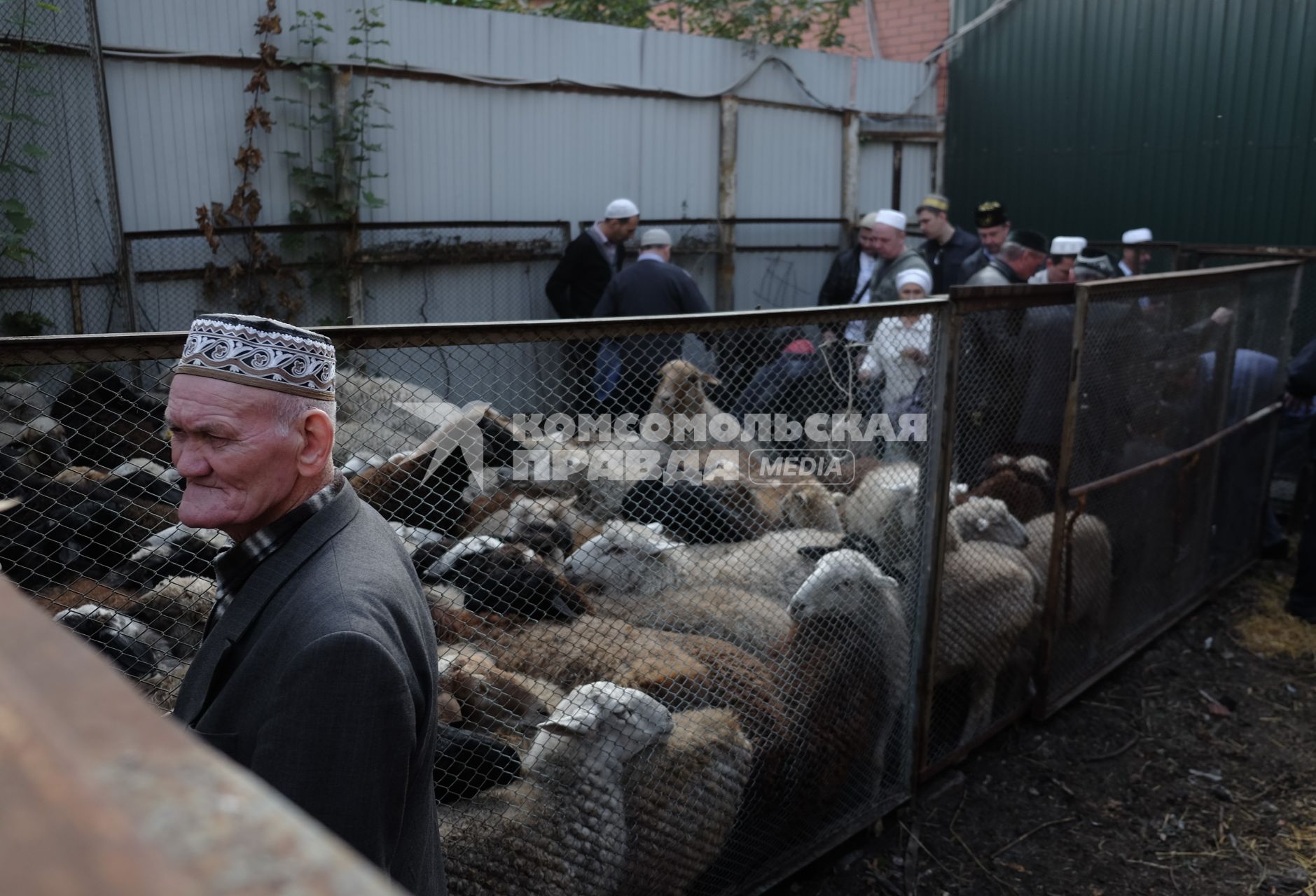 Самара. Продажа баранов в канун исламского праздника Курбан-Байрама.