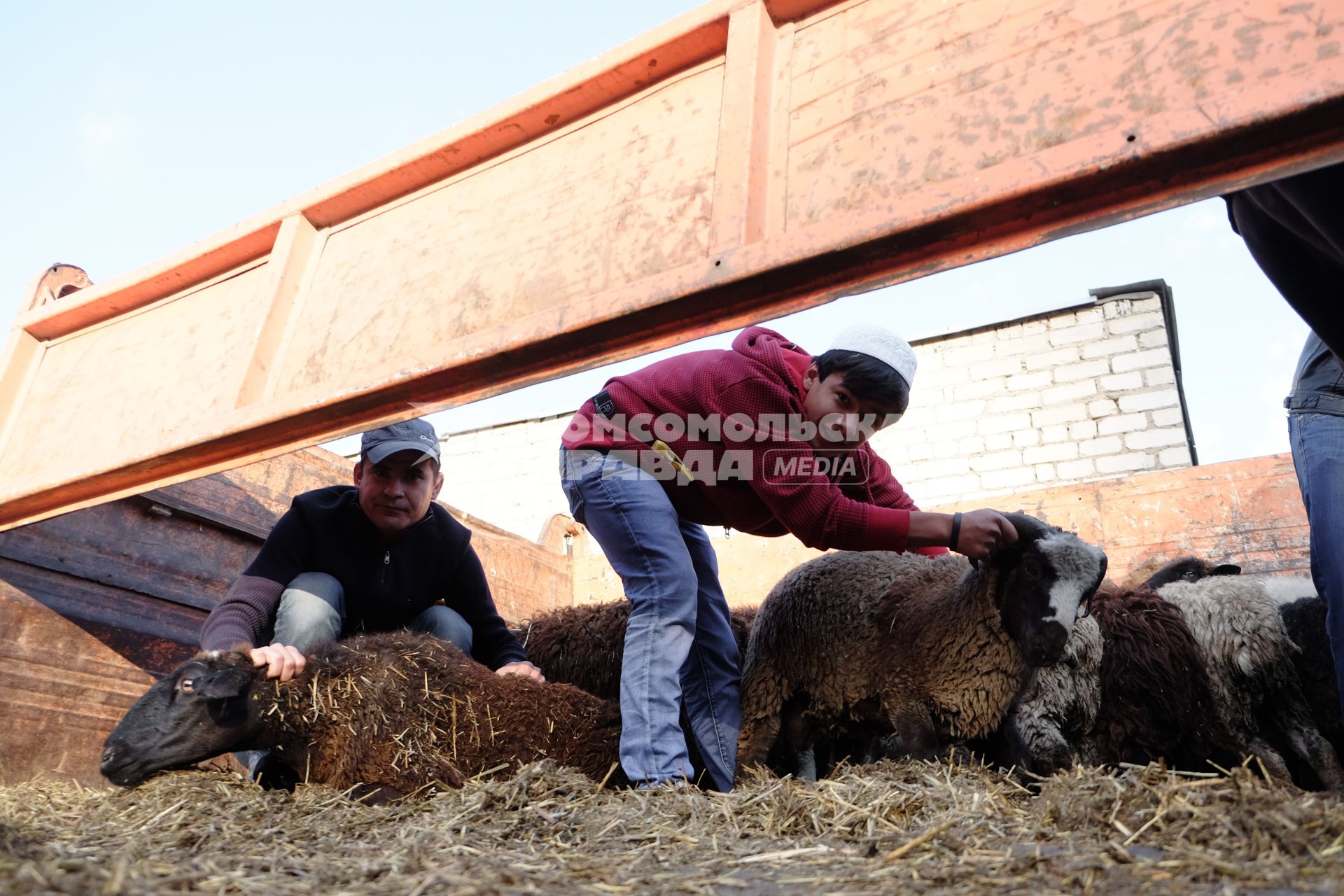 Самара. Продажа баранов в канун исламского праздника Курбан-Байрама.