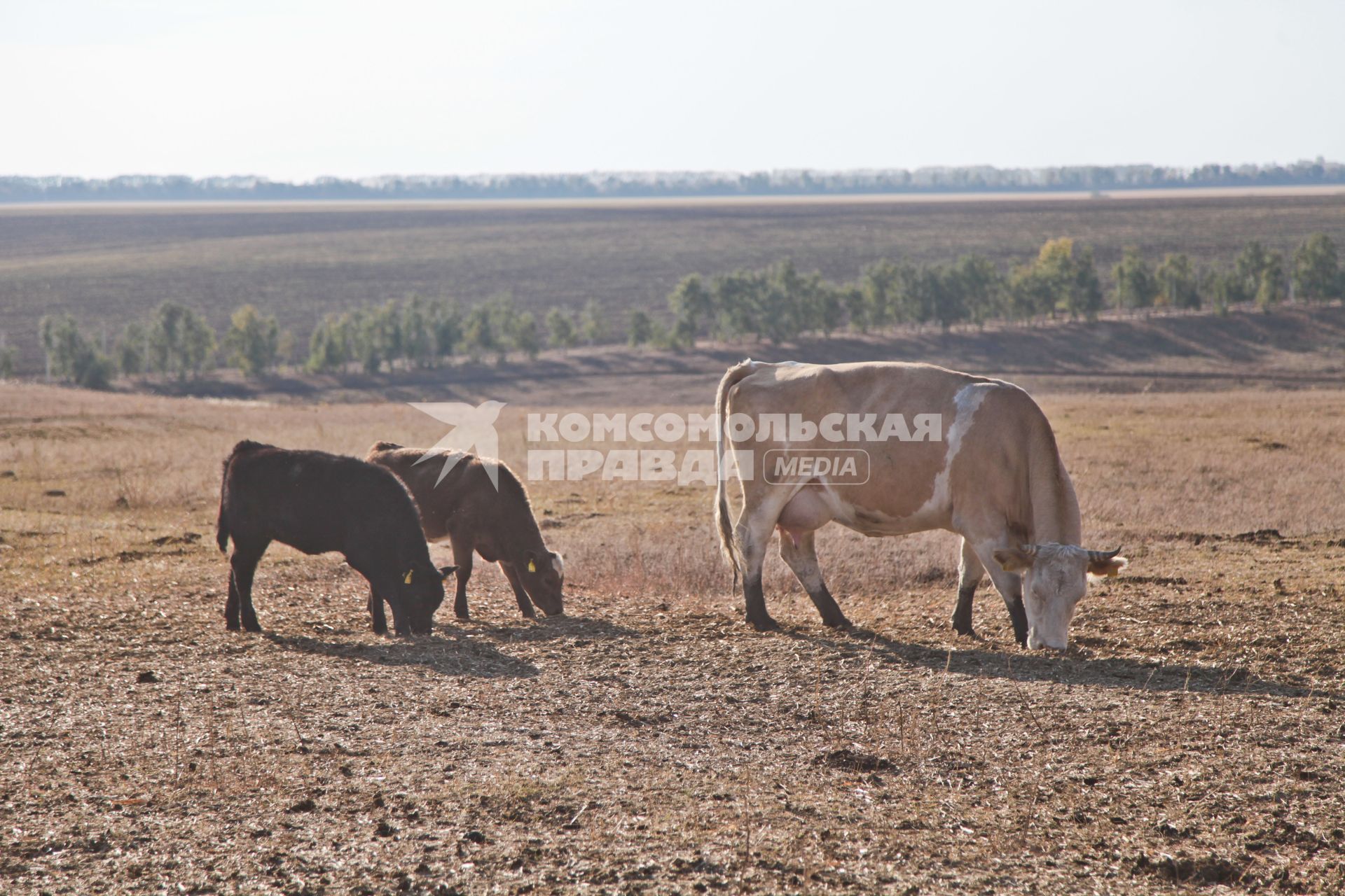 Воронежская область. Коровы на пастбище агрохолдинга `Эконива`.