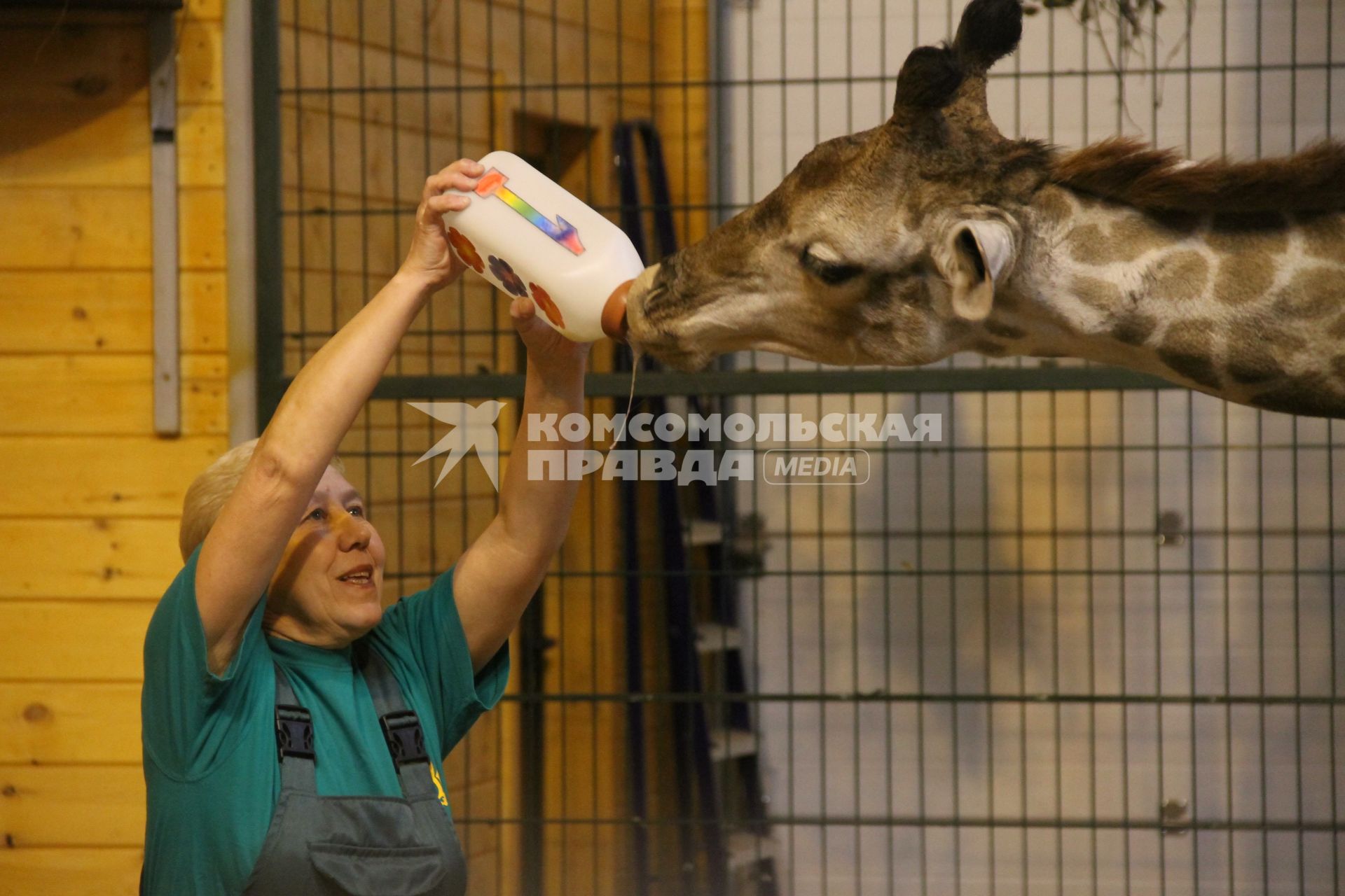 Нижний Новгород. В зоопарке `Лимпопо` отметили первый день рождения жирафика Радуги. Сотрудница зоопарка кормит Радугу из бутылочки с нарисованной цифрой `1`.