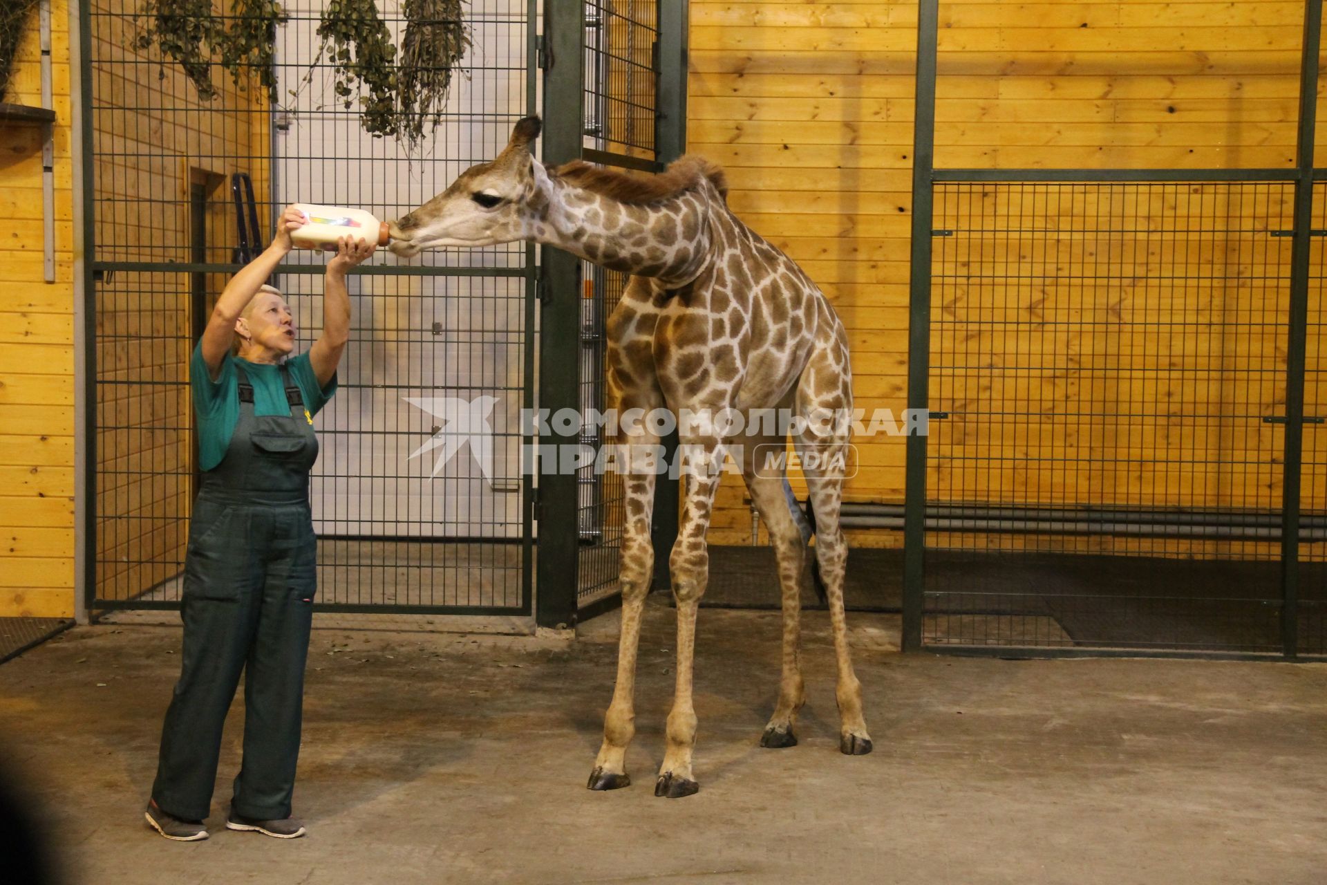 Нижний Новгород. В зоопарке `Лимпопо` отметили первый день рождения жирафика Радуги. Сотрудница зоопарка кормит Радугу из бутылочки с нарисованной цифрой `1`.