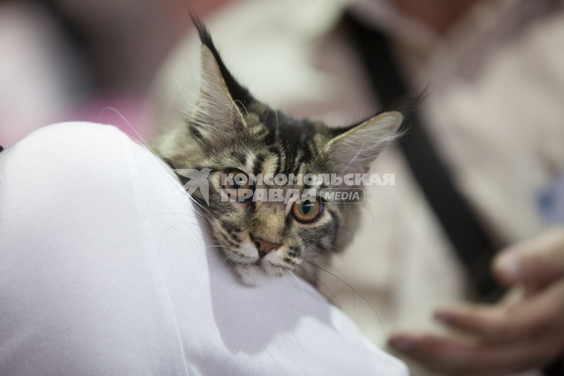 Ставрополь. Кот породы мейн-кун на международной выставке кошек.