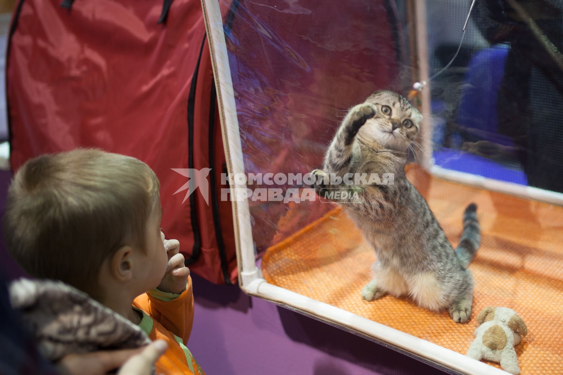 Ставрополь. Вислоухий кот на международной выставке кошек.