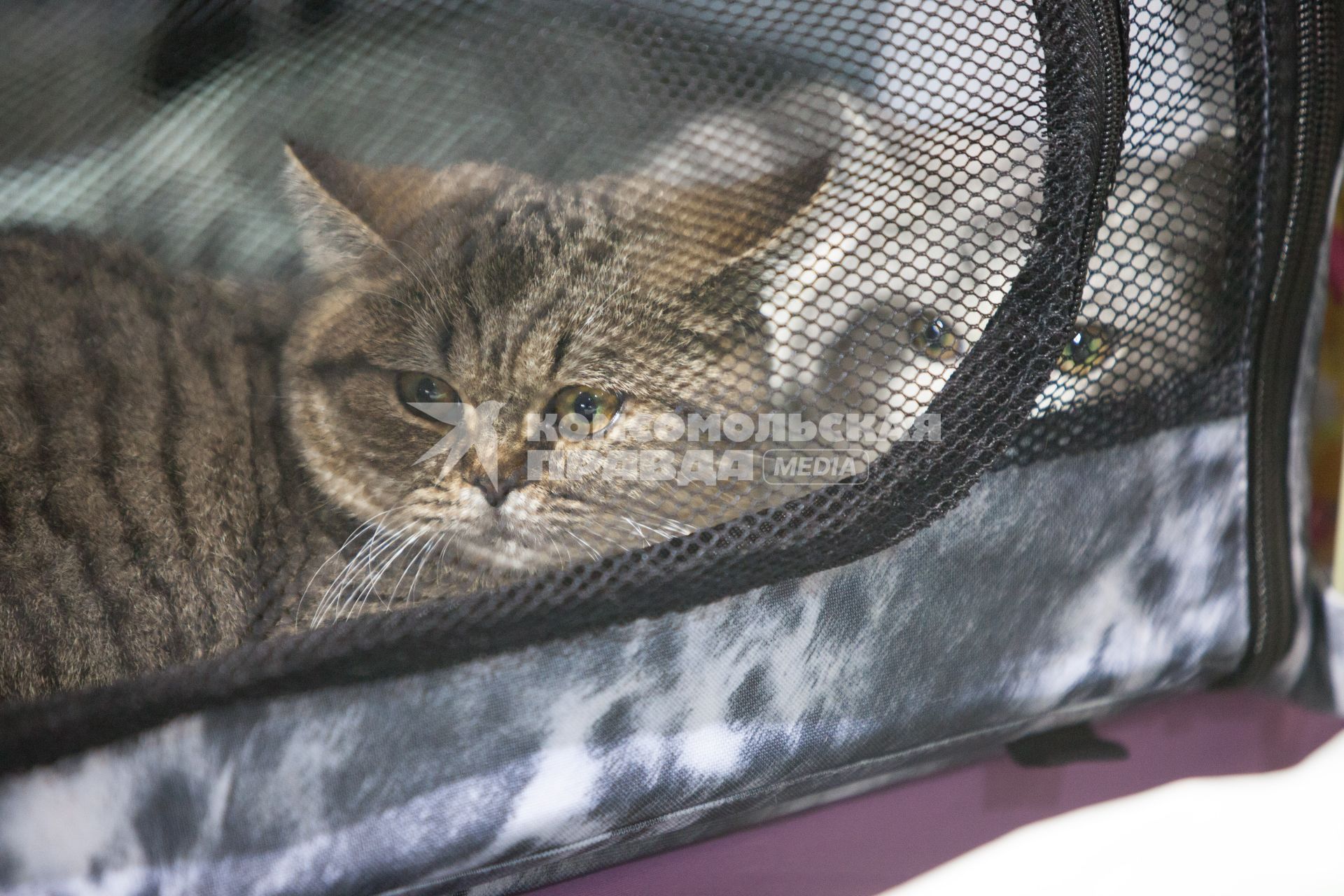 Ставрополь. Британские кошки на международной выставке кошек.