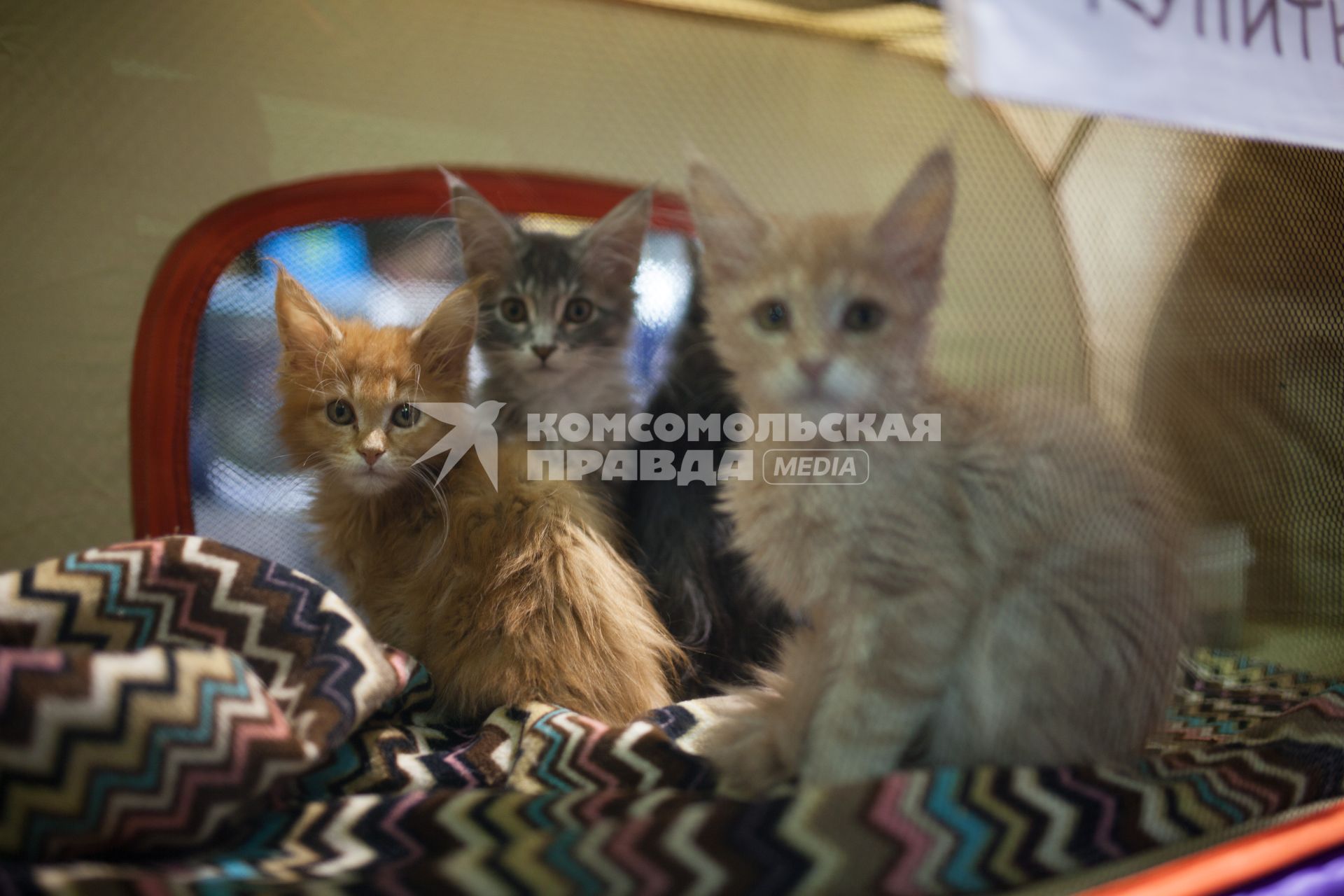 Ставрополь. Котята на международной выставке кошек.