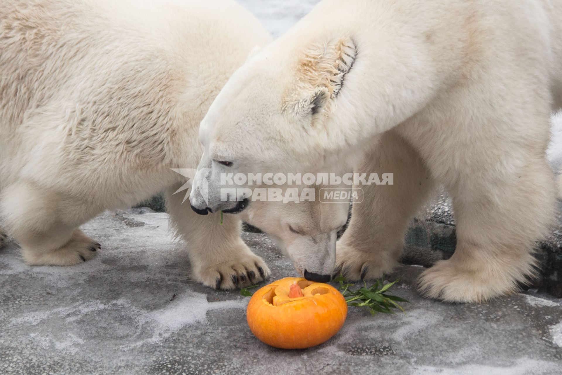 Челябинск. Хэллоуин в зоопарке. Белые медведи едят праздничную тыкву.