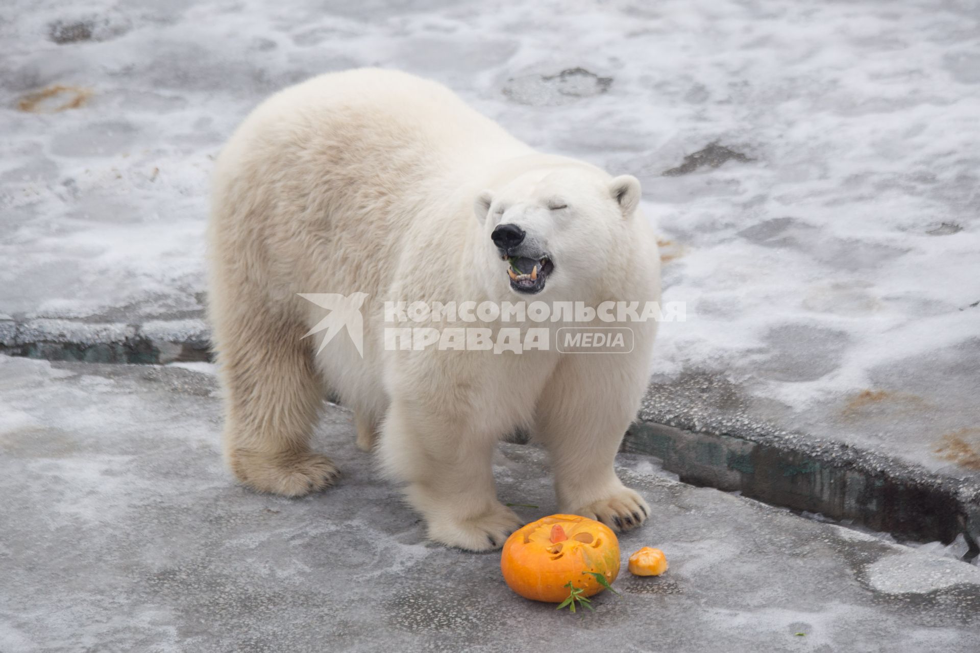 Челябинск. Хэллоуин в зоопарке. Белый медведь ест праздничную тыкву.