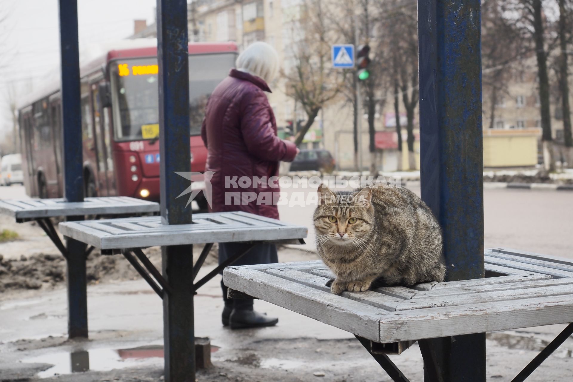 Тула. Уличный кот сидит на автобусной остановке.