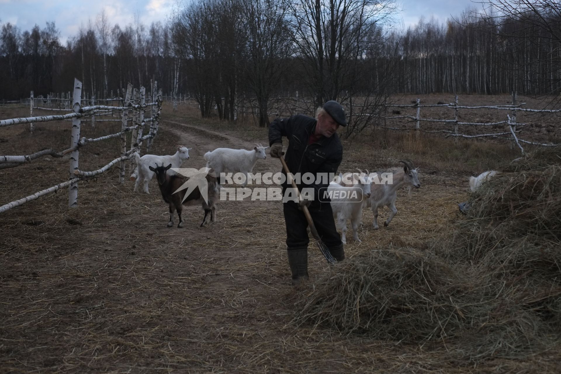 г.Таруса. Фермерское хозяйство  швейцарца Йорга Дусса.  Мужчина убирает сено.