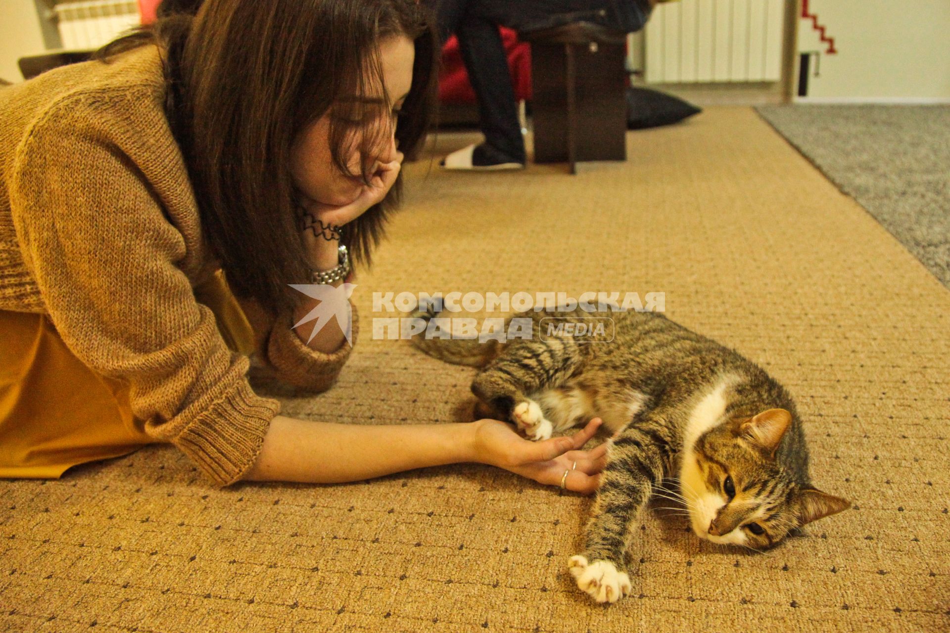 Воронеж. Посетительница первого в городе котокафе гладит кошку.