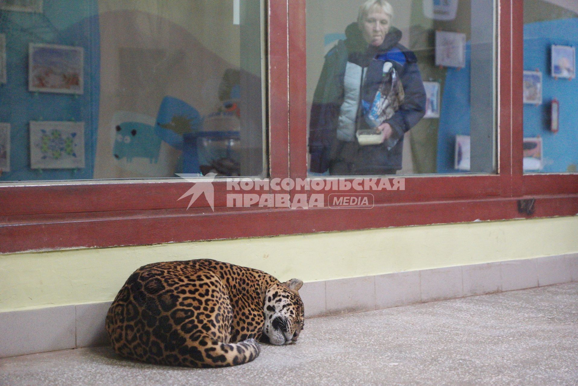 Екатеринбург. Леопард в зоопарке.