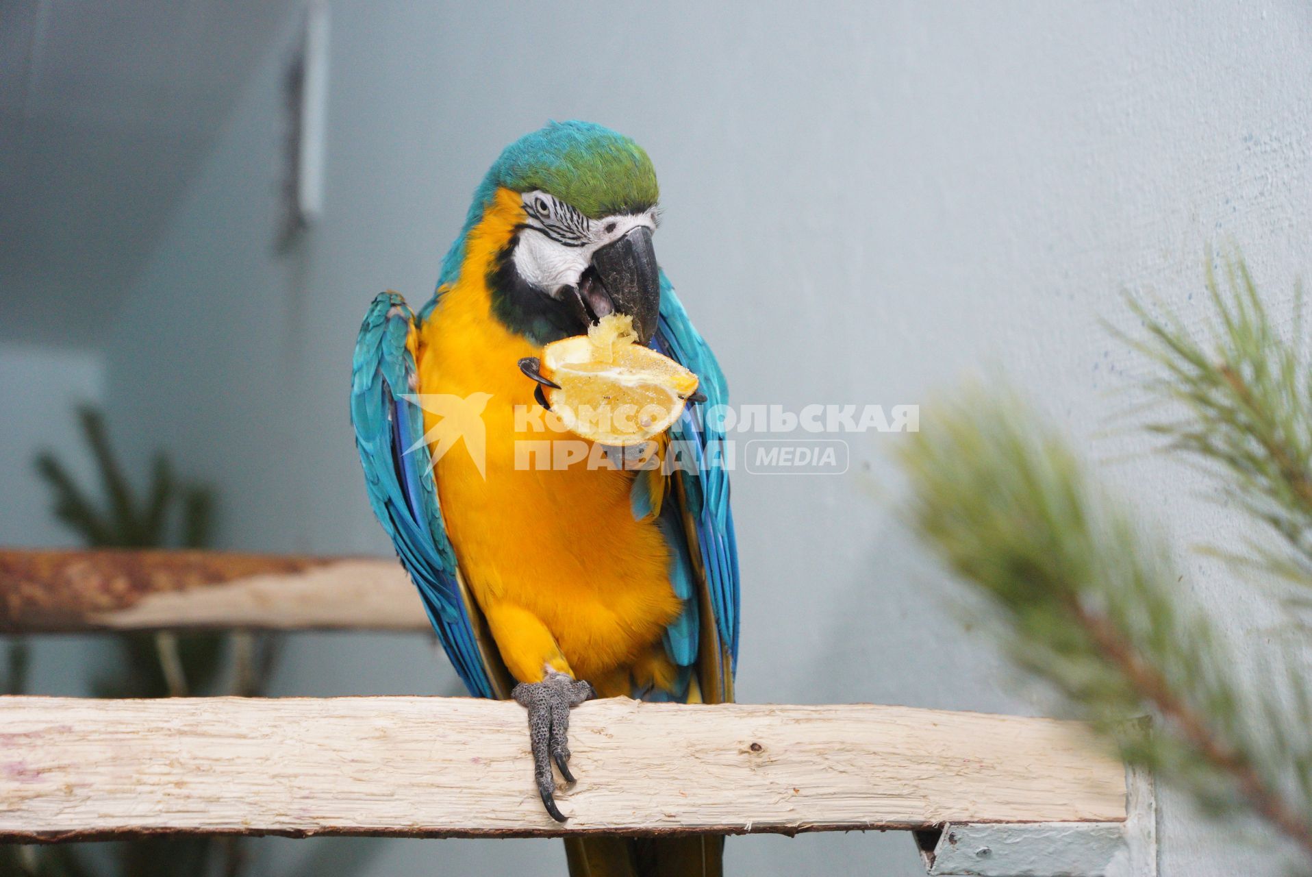 Екатеринбург. Сине-желтый попугай Ара в зоопарке.