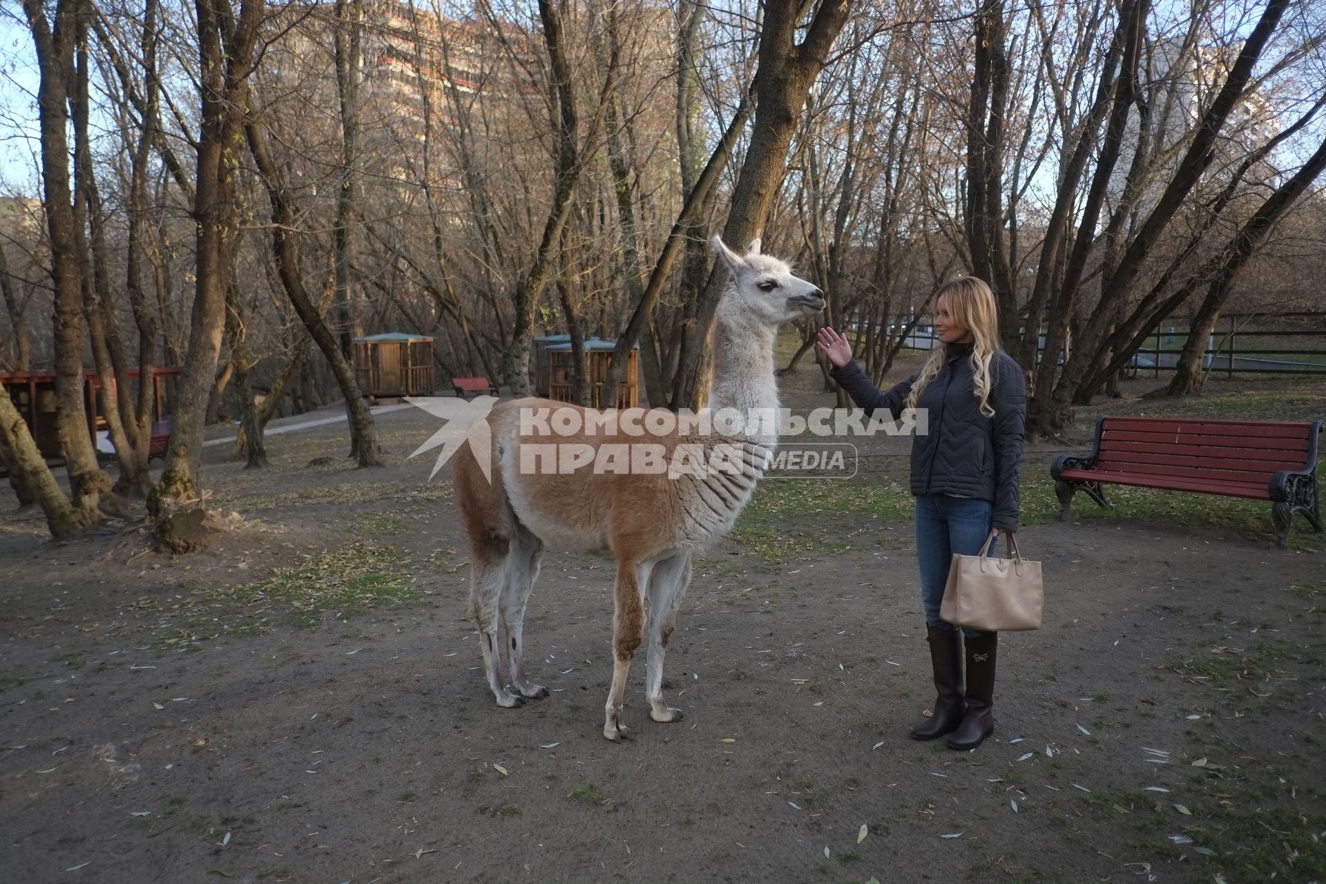 Москва. Телеведущая Дана Борисова с ламой в зоопарке на территории жилого комплекса `Золотые ключи - 2`.